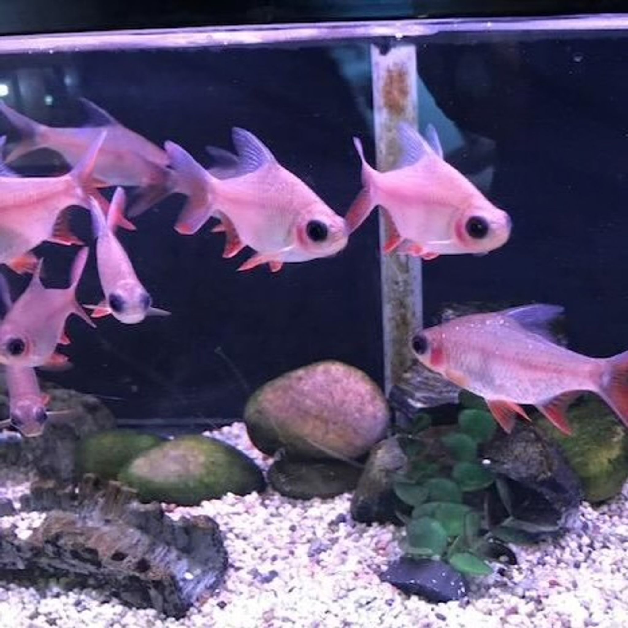 Panda Tinfoil Barb