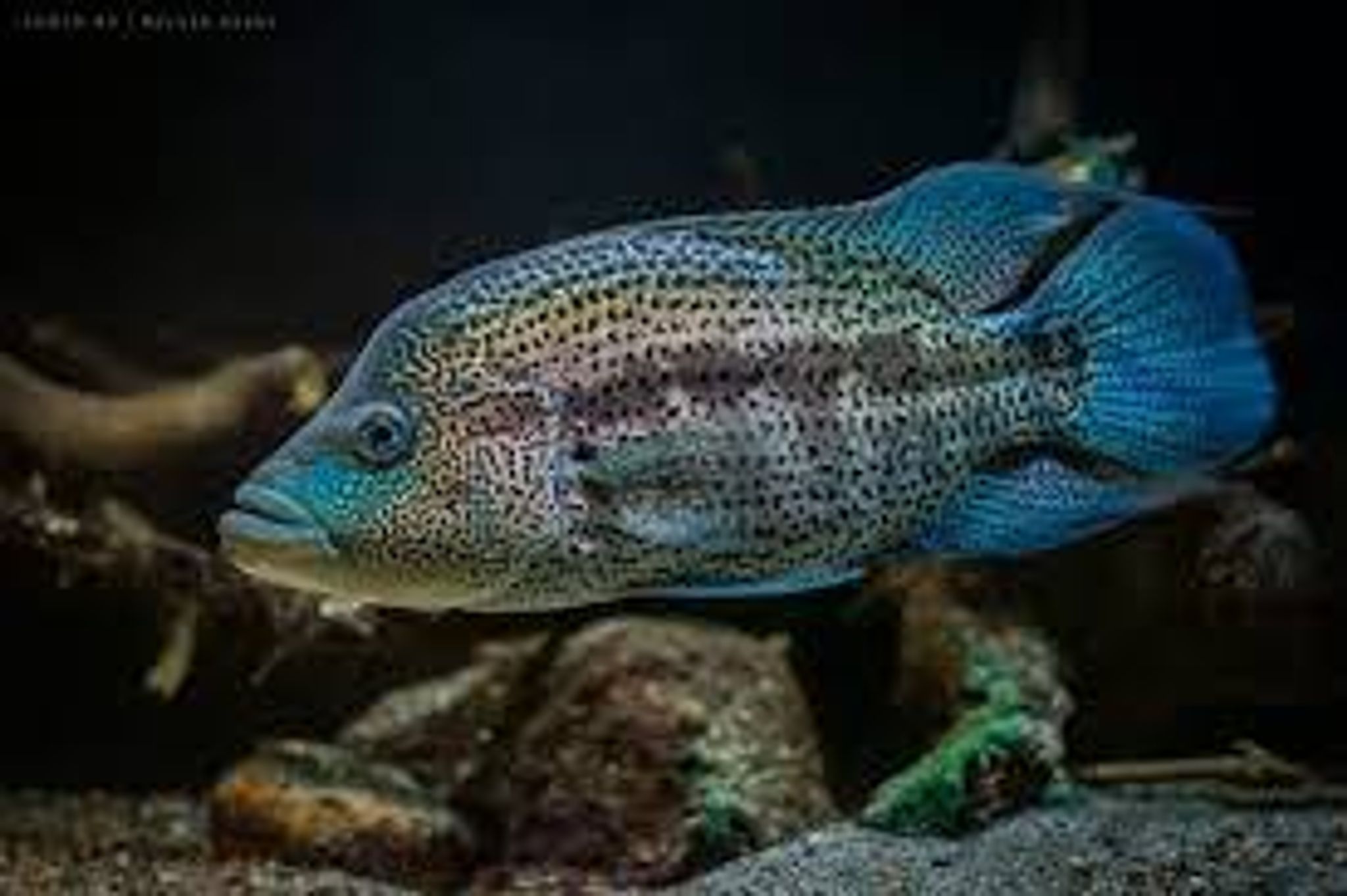 Parachromis Dovii / Wolf Cichlid