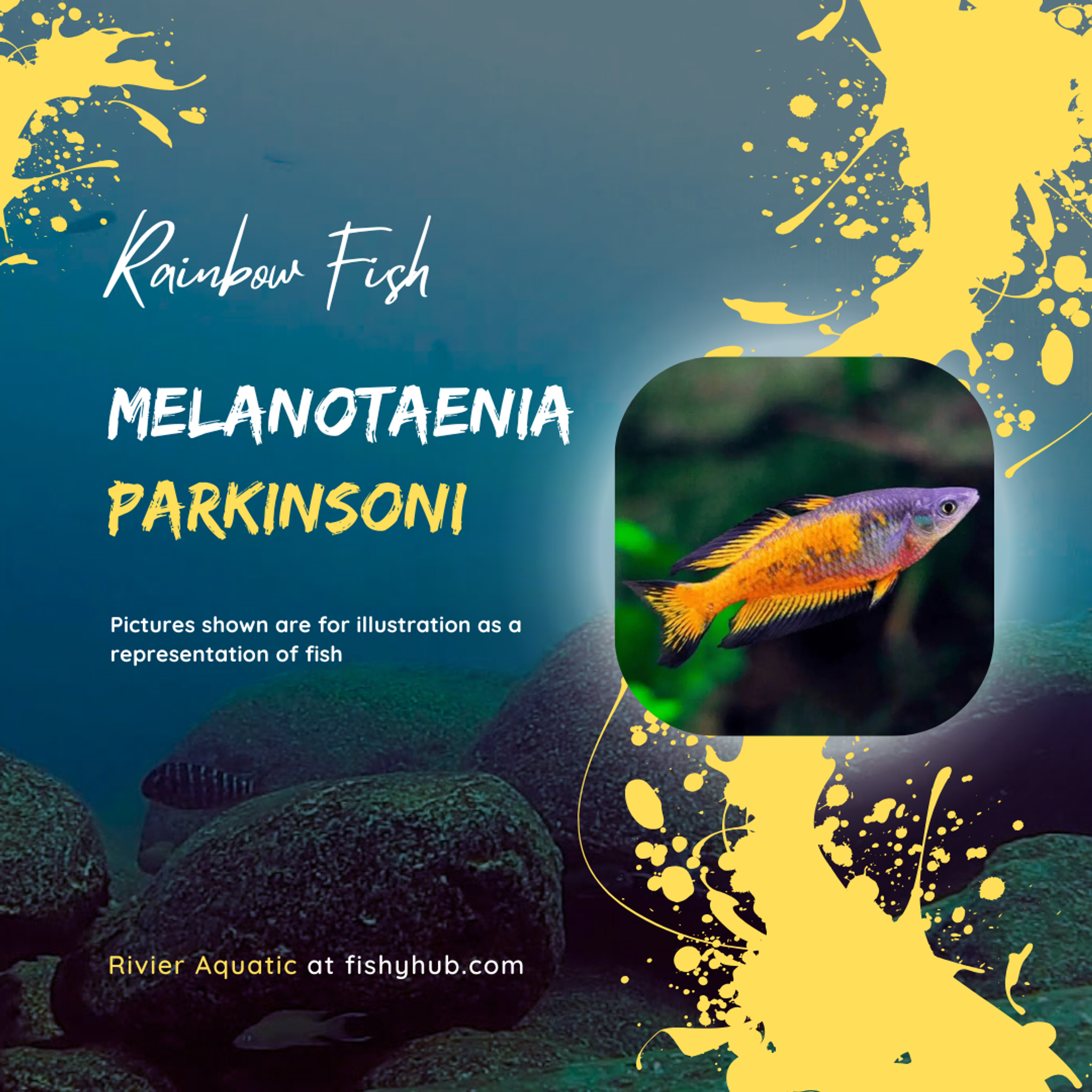Parkinson's Rainbowfish (Melanotaenia Parkinsoni)