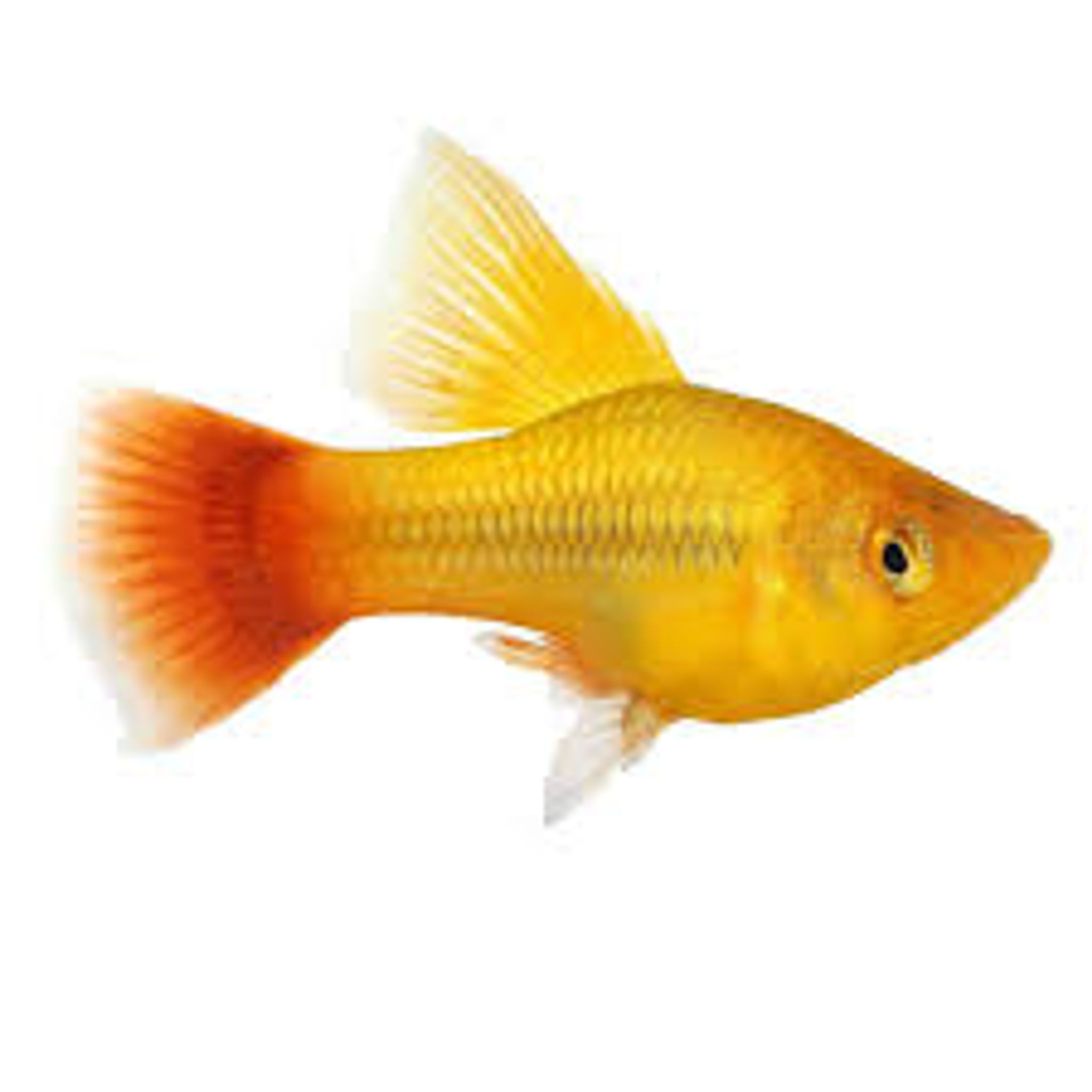 Parrot Platy ML