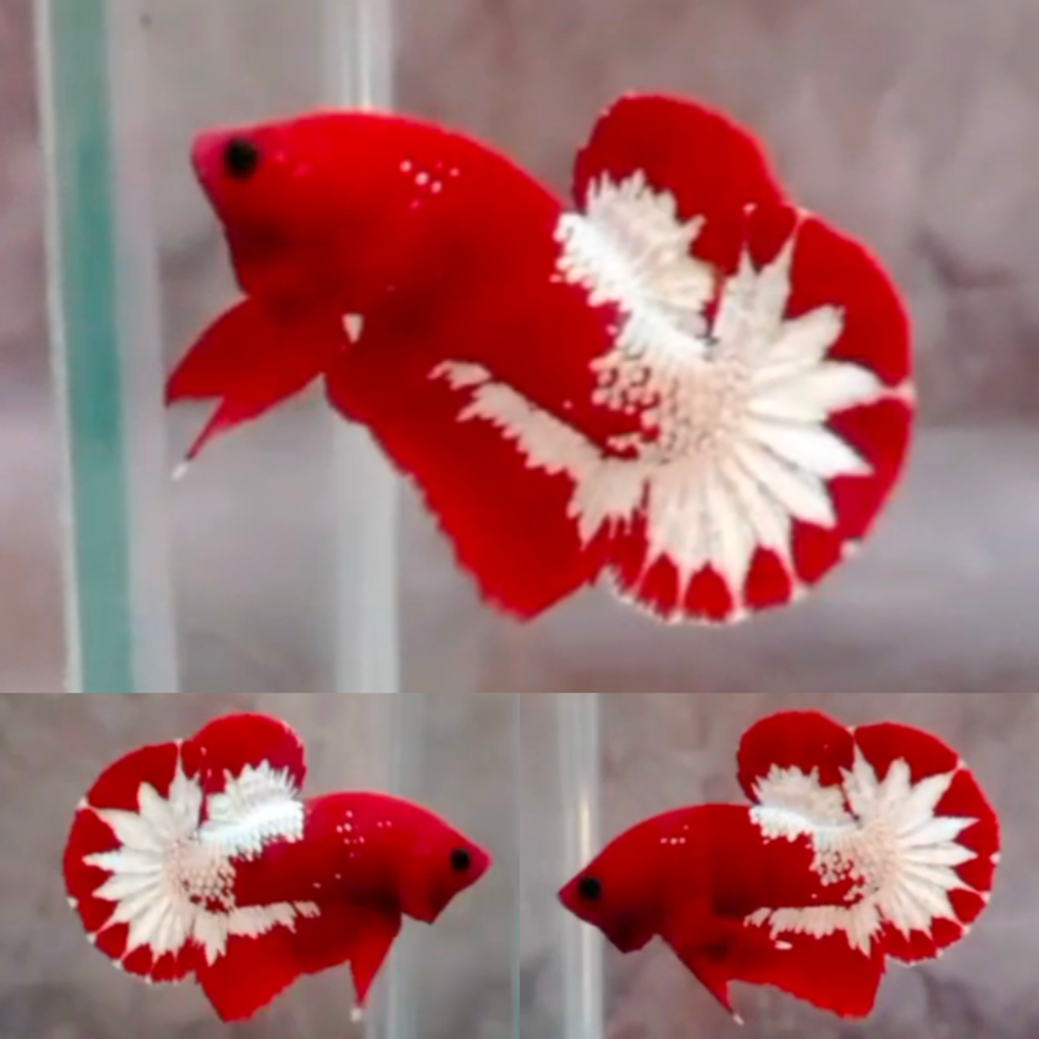 Partial Red FCCP HMPK Betta (Male)