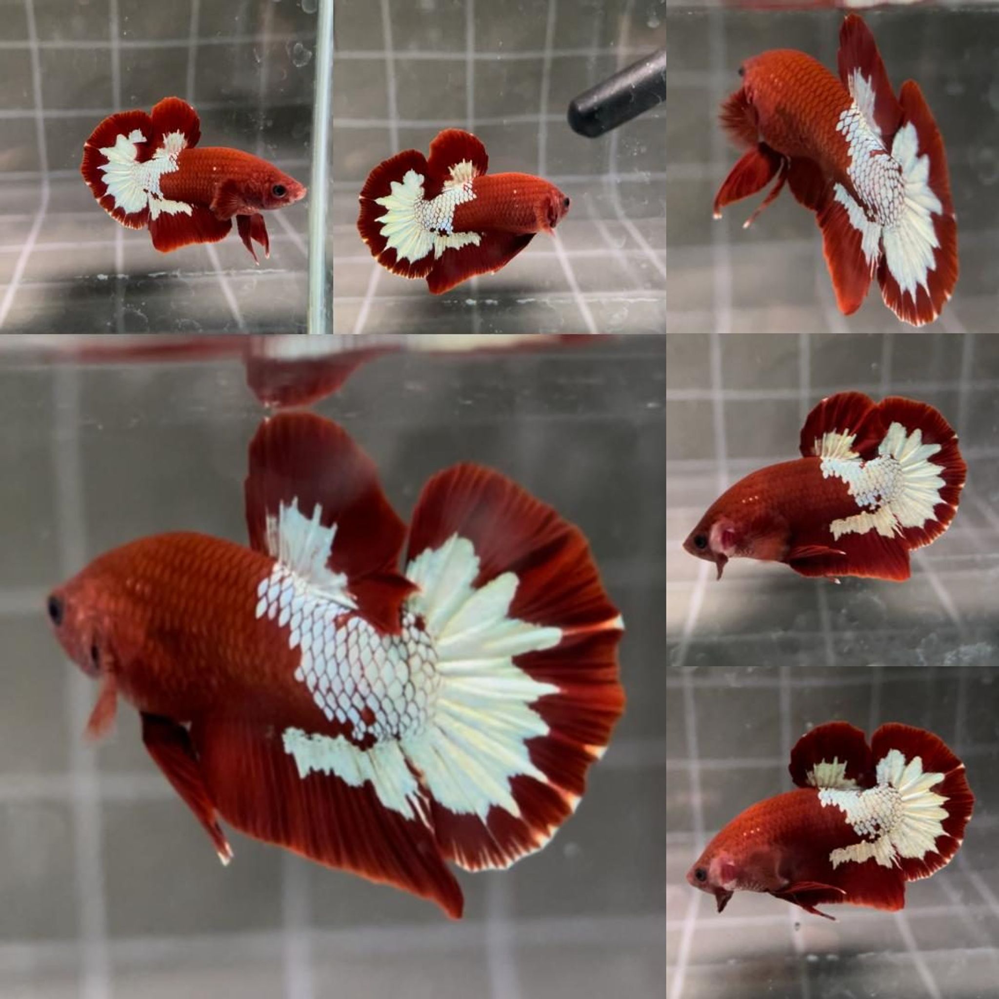 Partial Red FCCP HMPK Betta (Male)