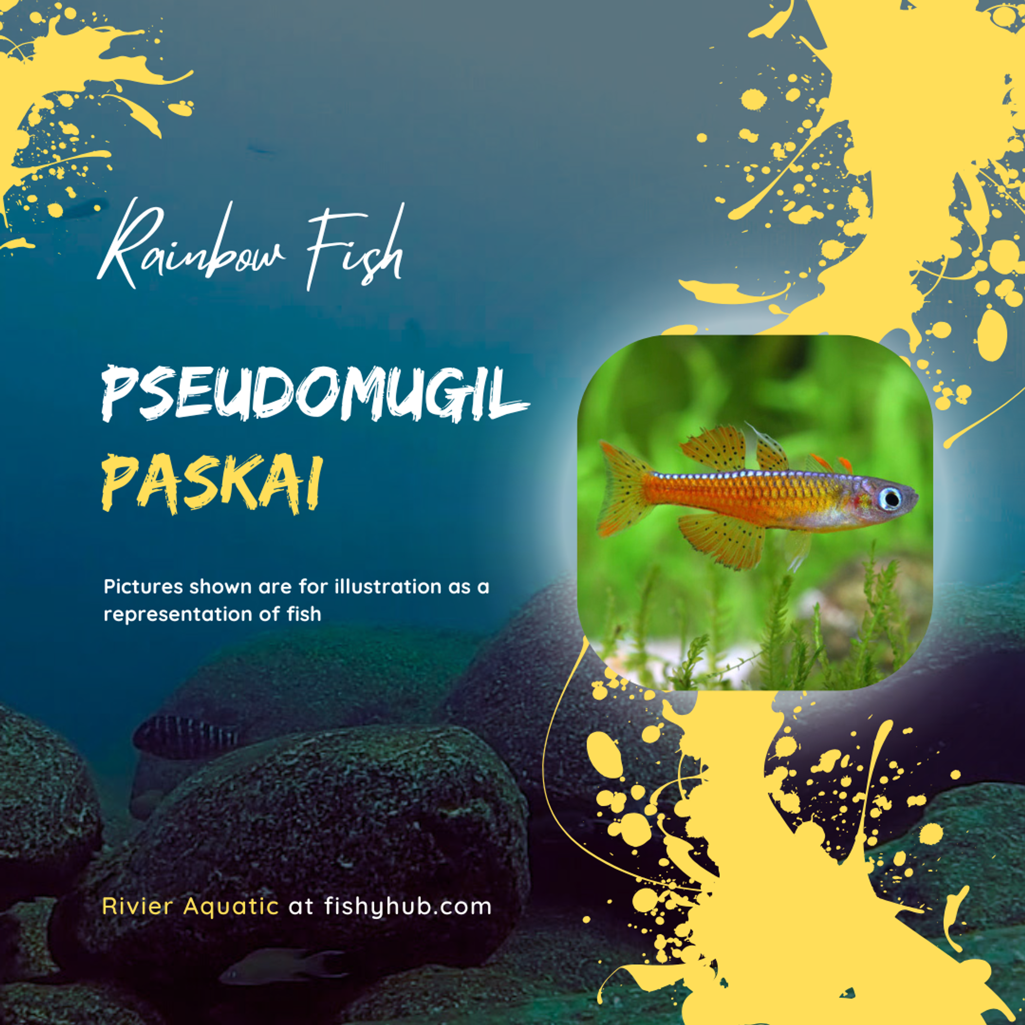 Paska's Blue Eye Rainbowfish (Pseudomugil paskai)