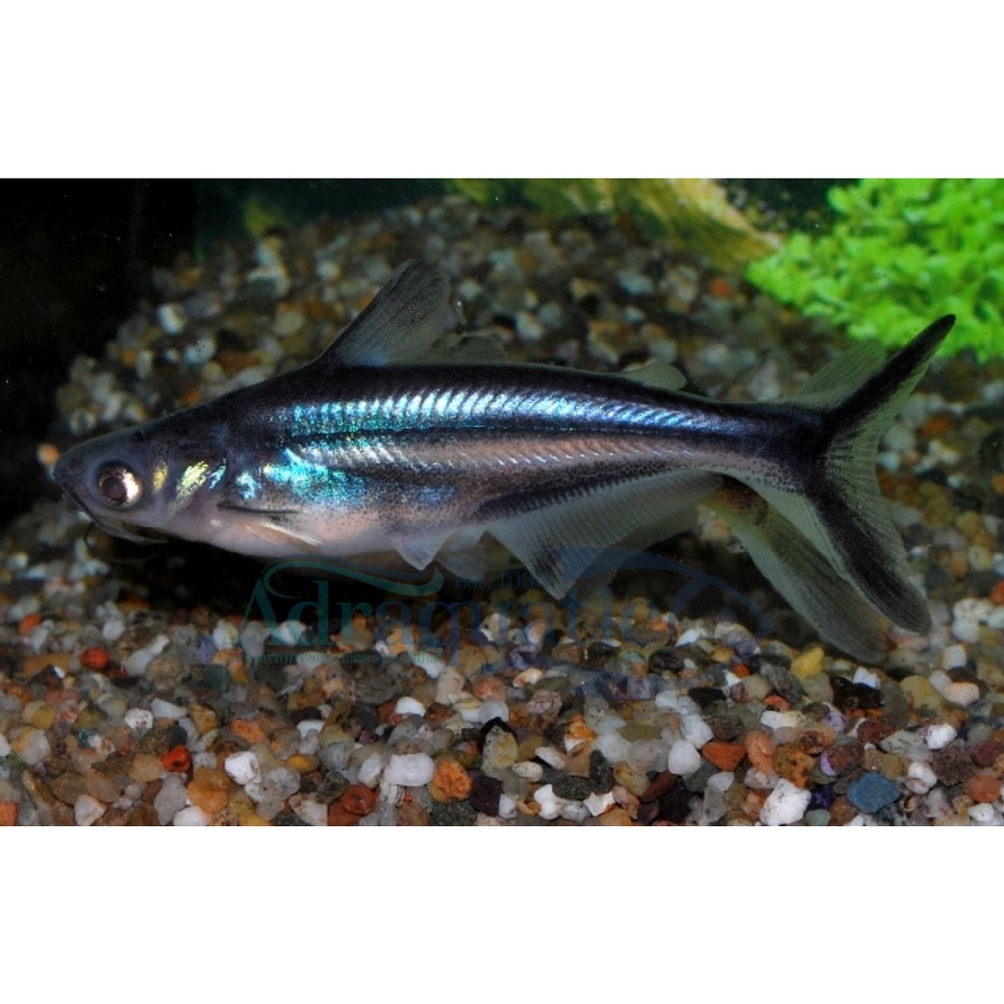Patin Catfish