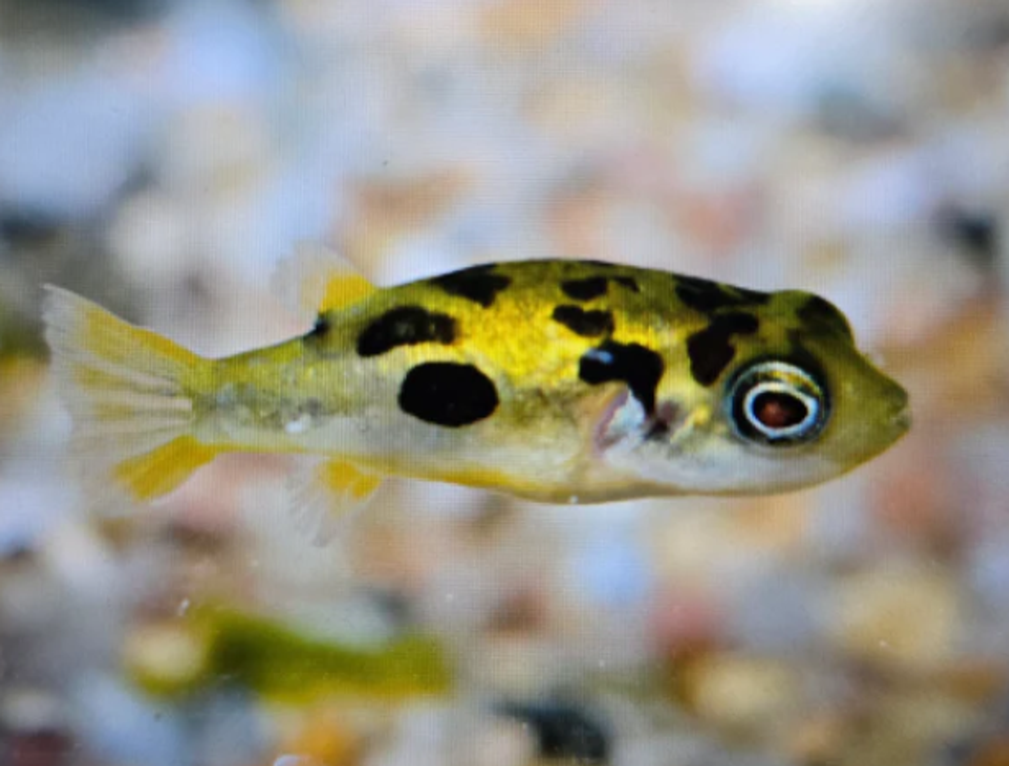 What Do Pea Puffer Eat? A Practical Feeding Guide