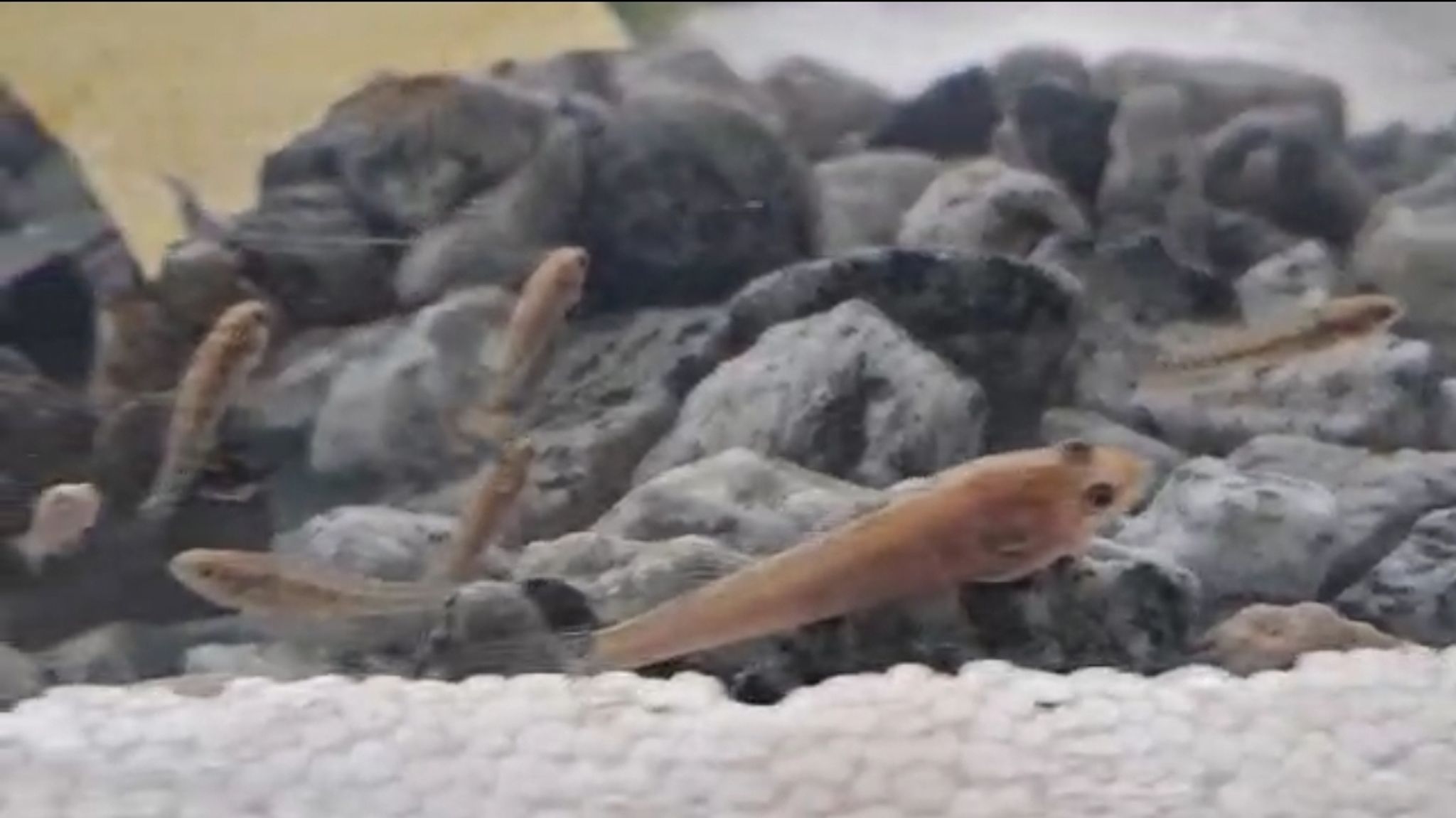 Peacock Goby (Goby gudgeon)