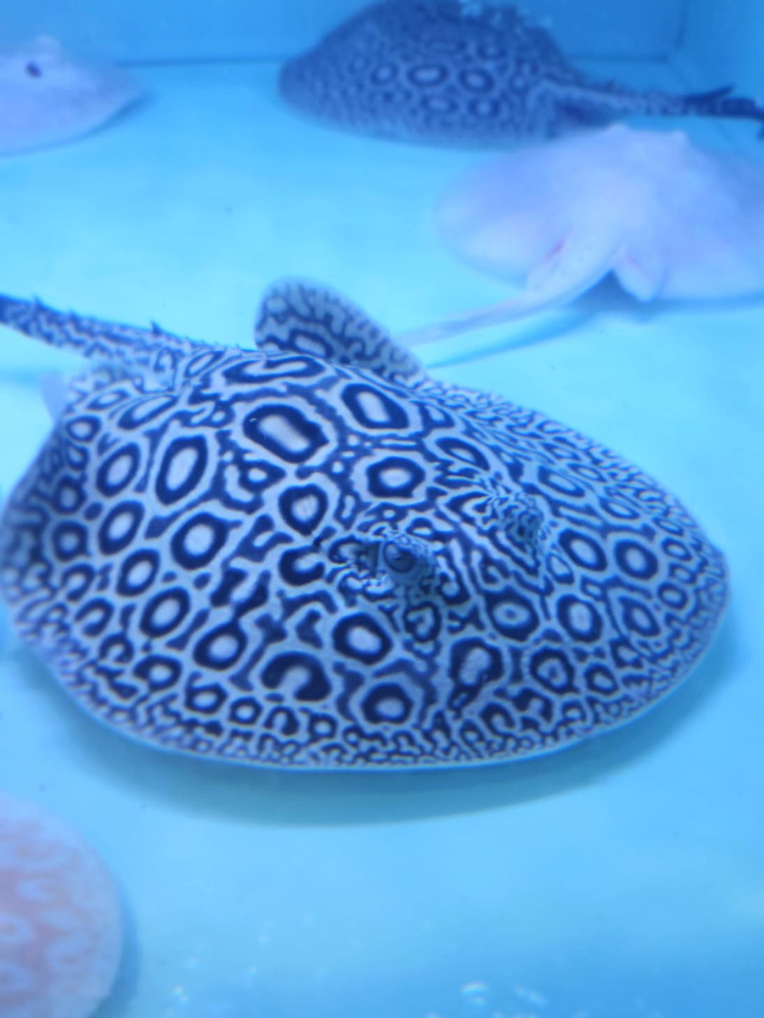 Pearl Stingray