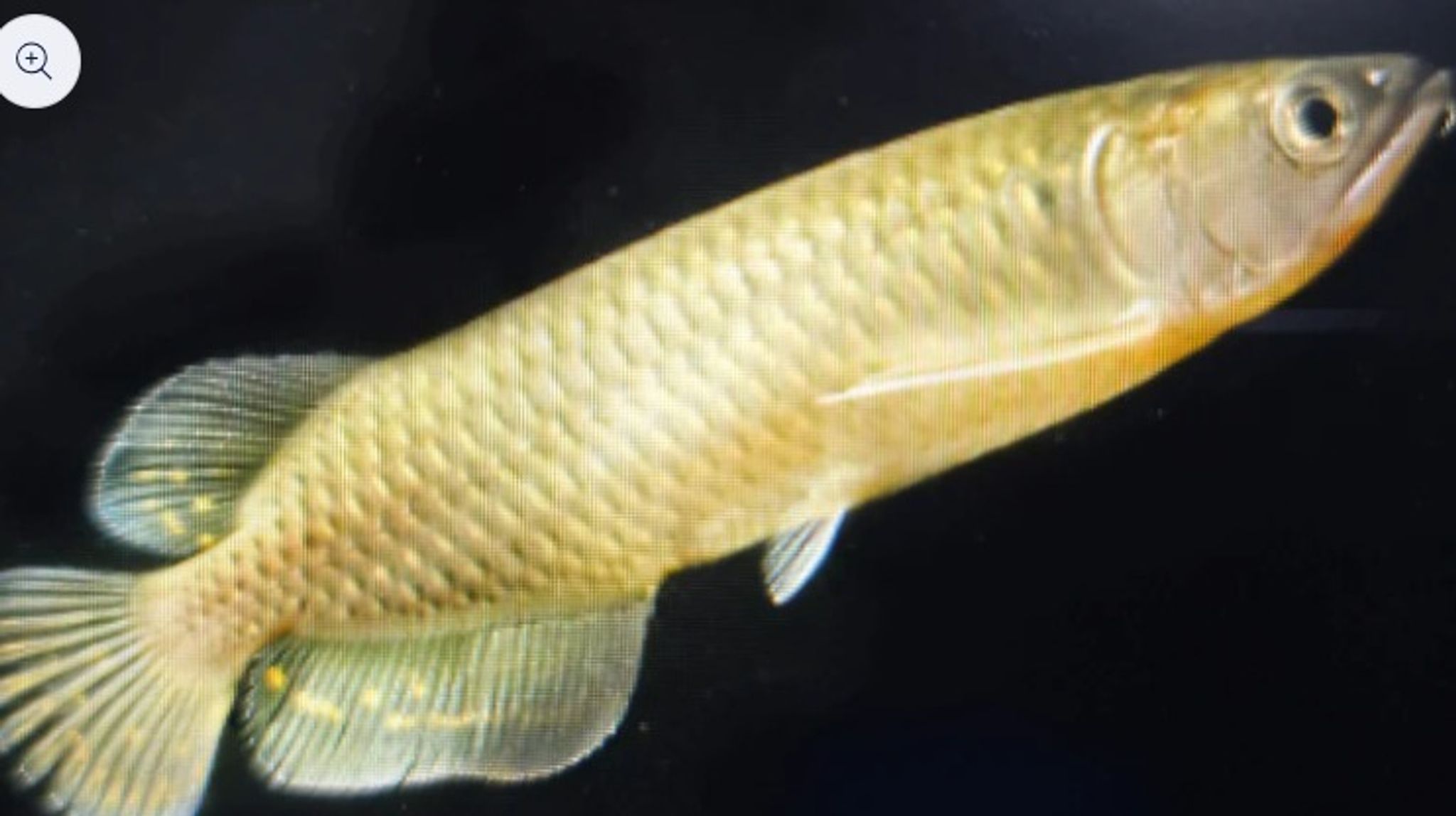 Pearl arowana 8-10cm