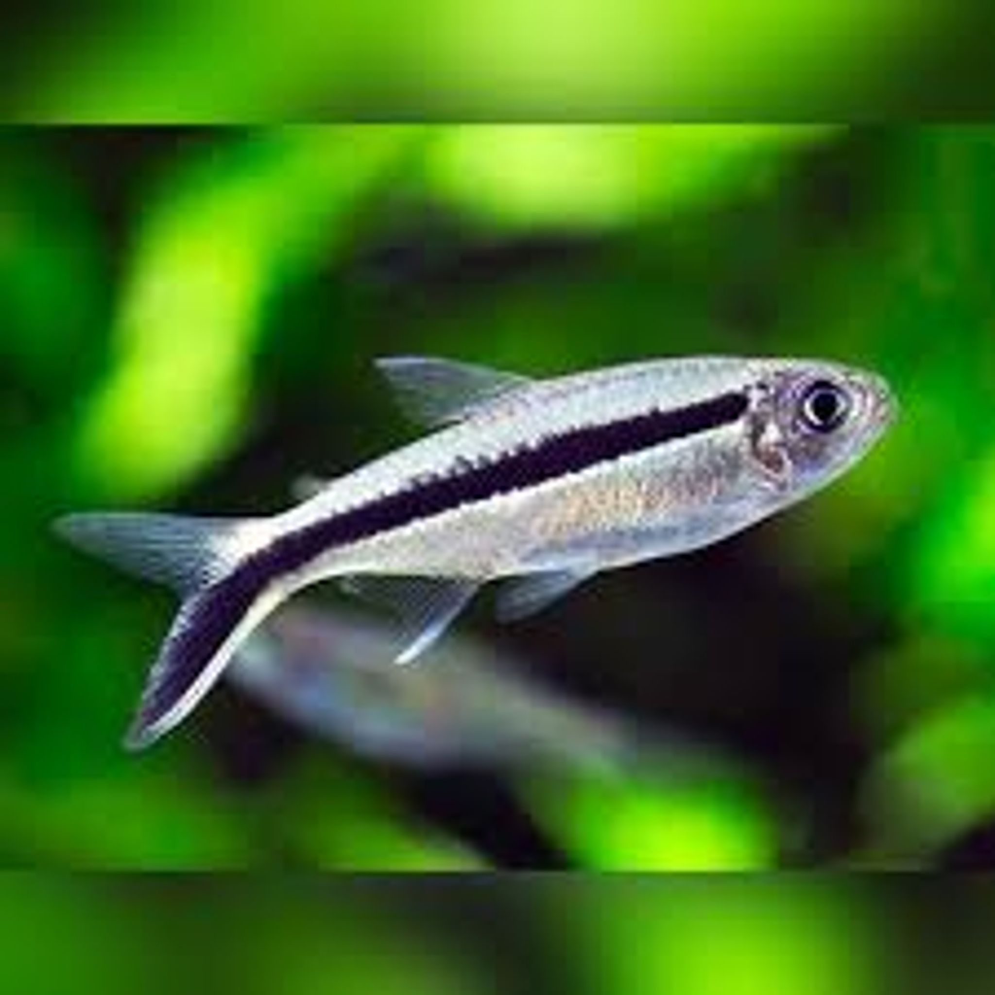 Penguin Tetra ML