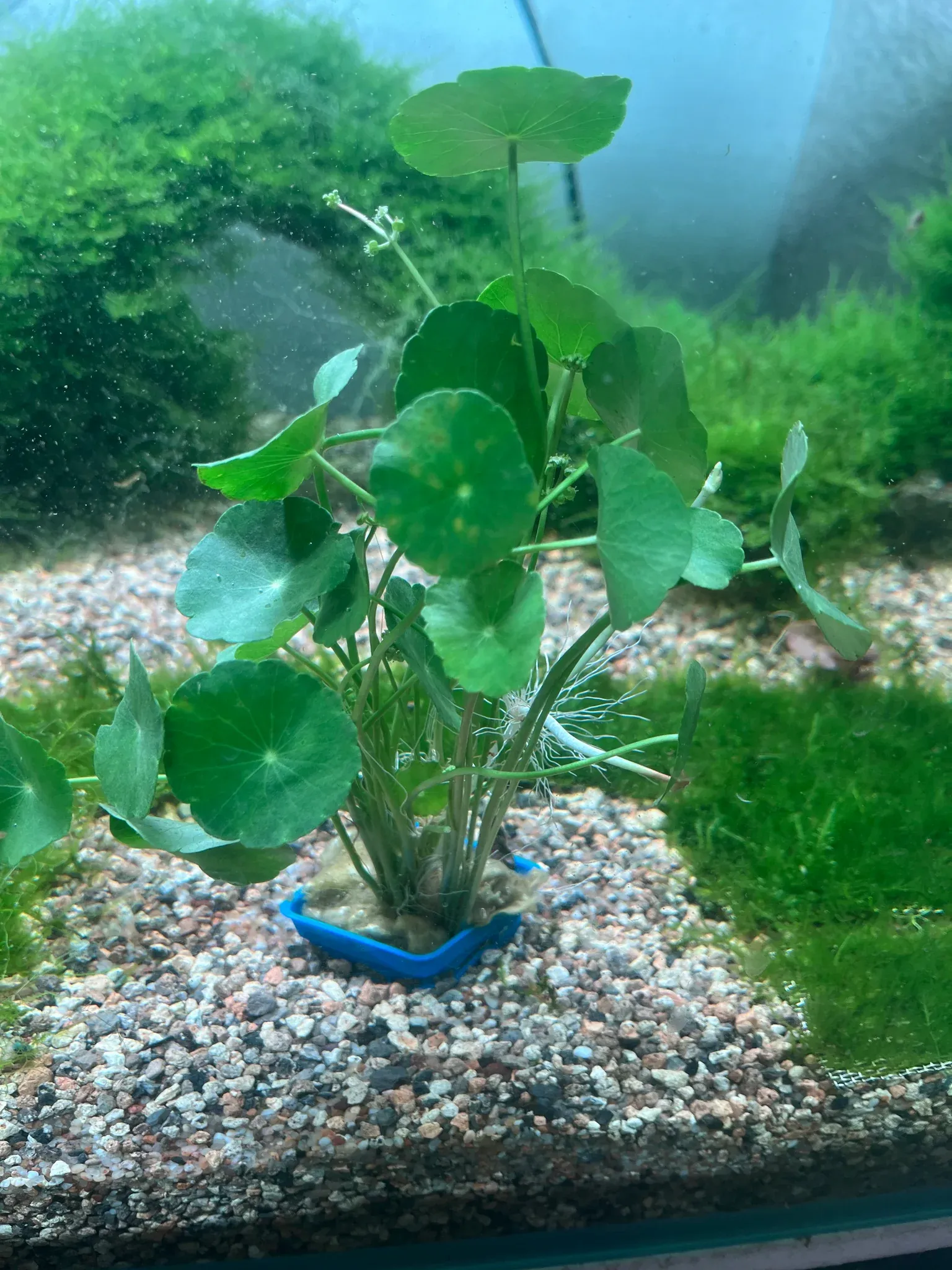 Pennywort