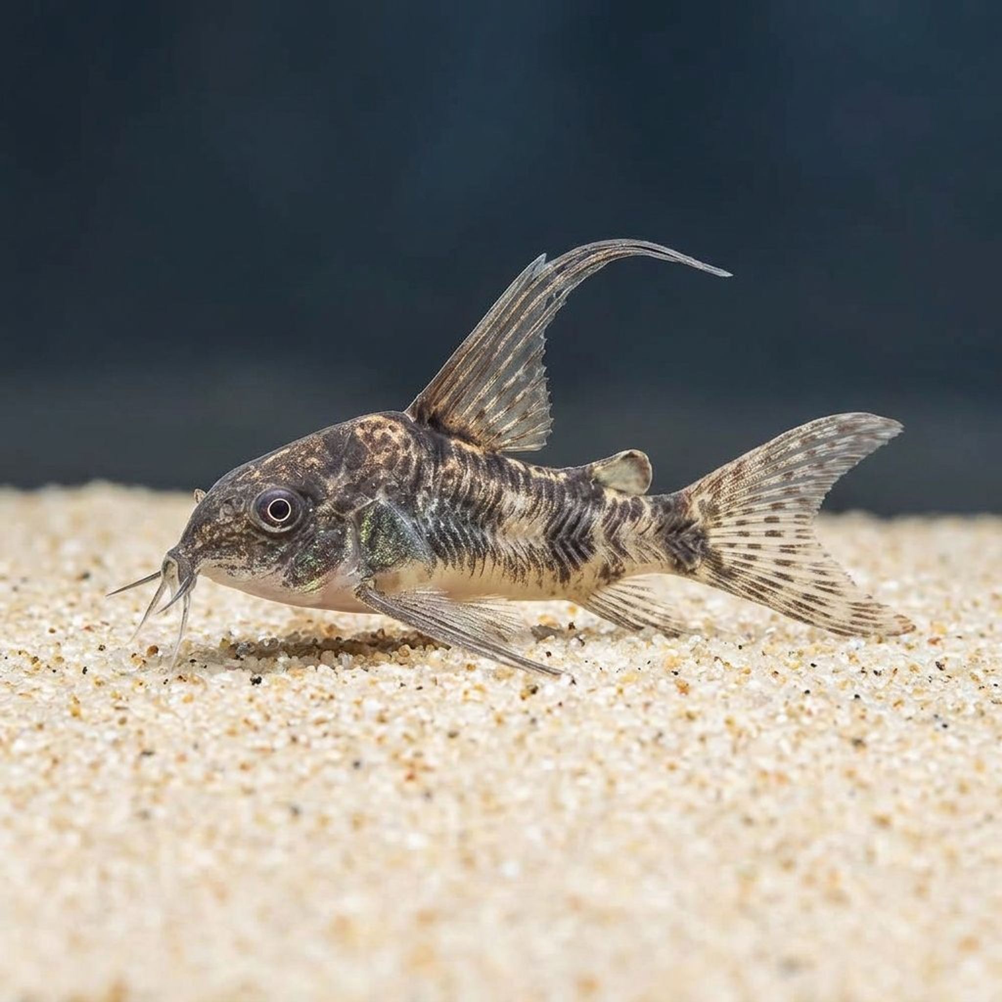 Peppered Corydoras Long Fin