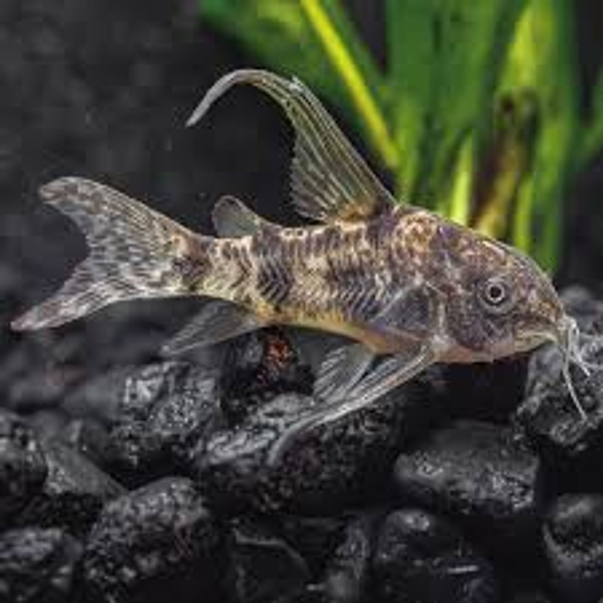 Peppered Corydoras Longfin