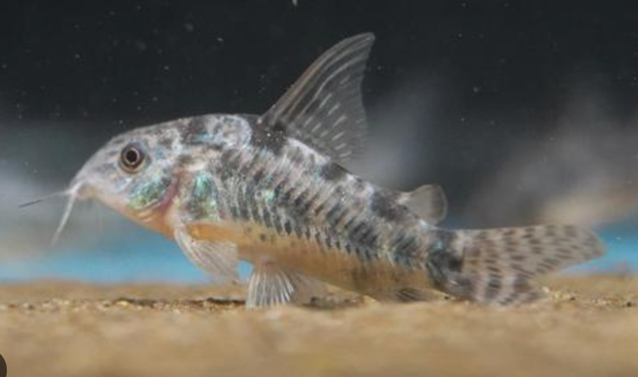 Peppered Corydoras