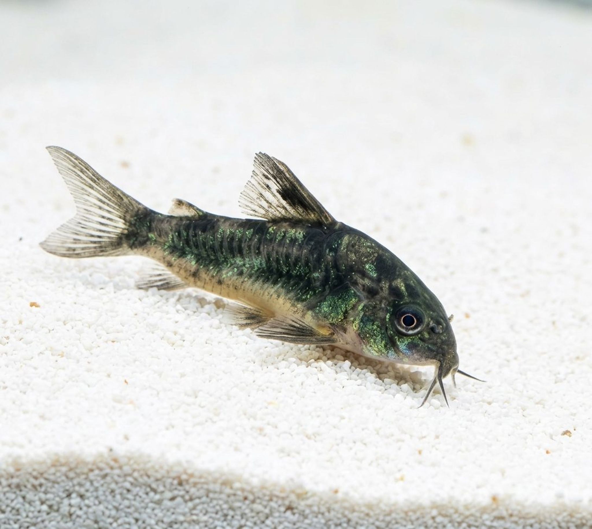 Peppered Corydoras