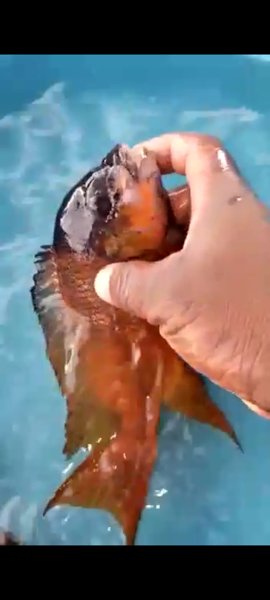 Petrochromis red bulu point cichlid