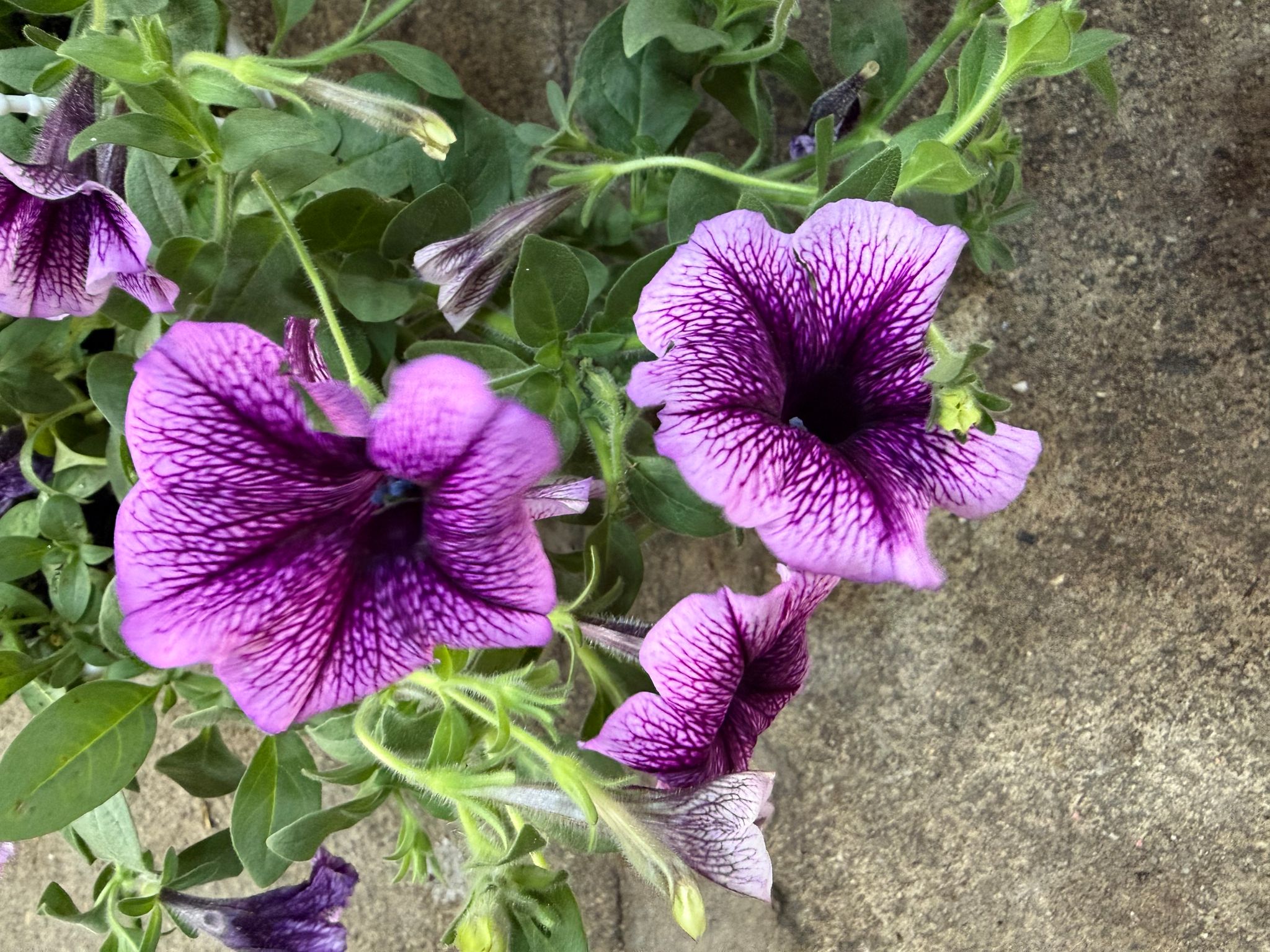 Petunias (hanging pot)