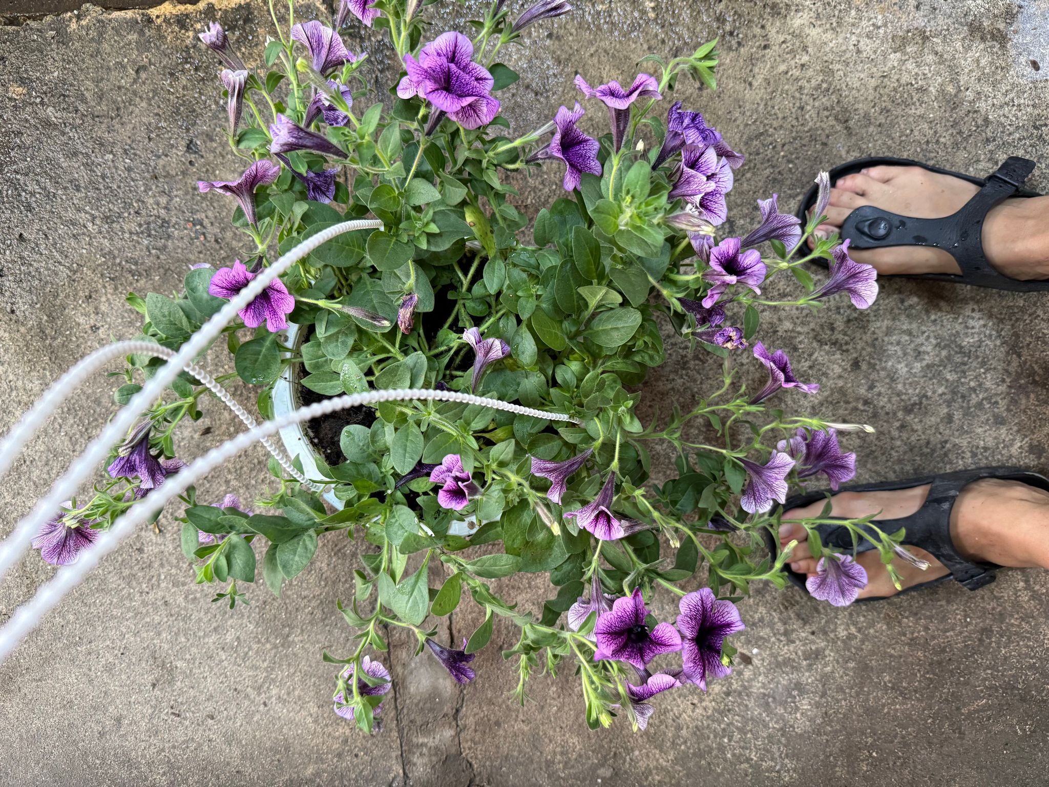 Petunias (hanging pot)