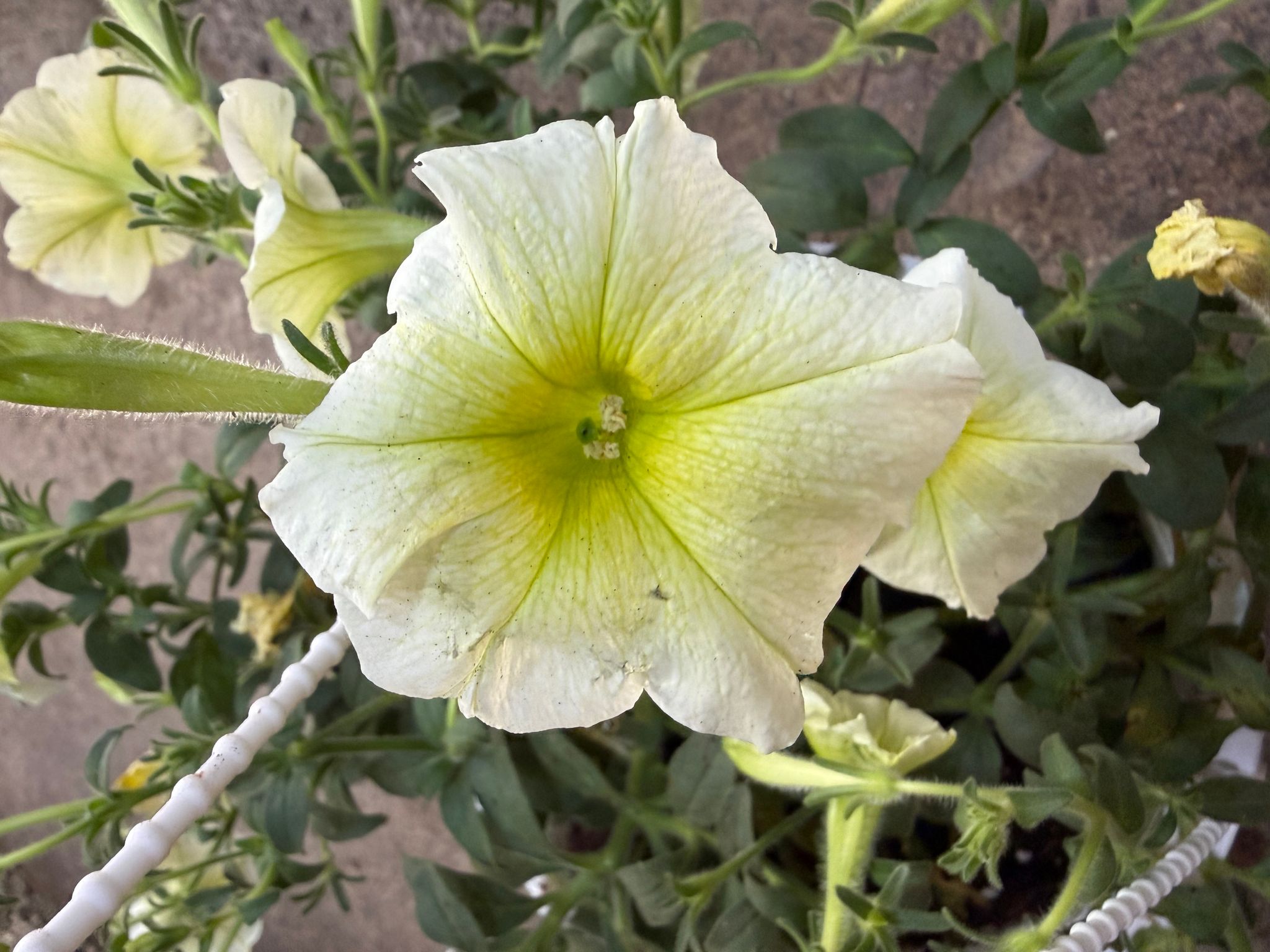 Petunias (hanging pot)