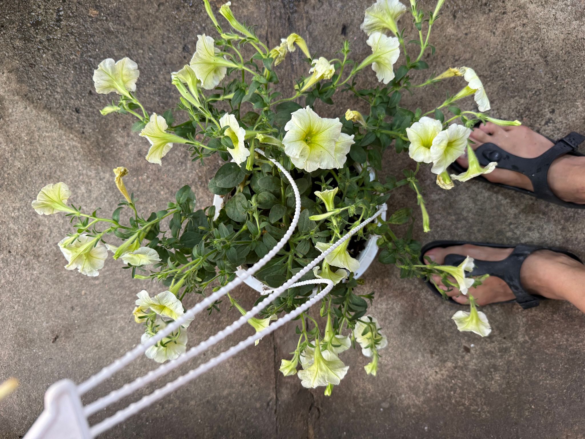 Petunias (hanging pot)