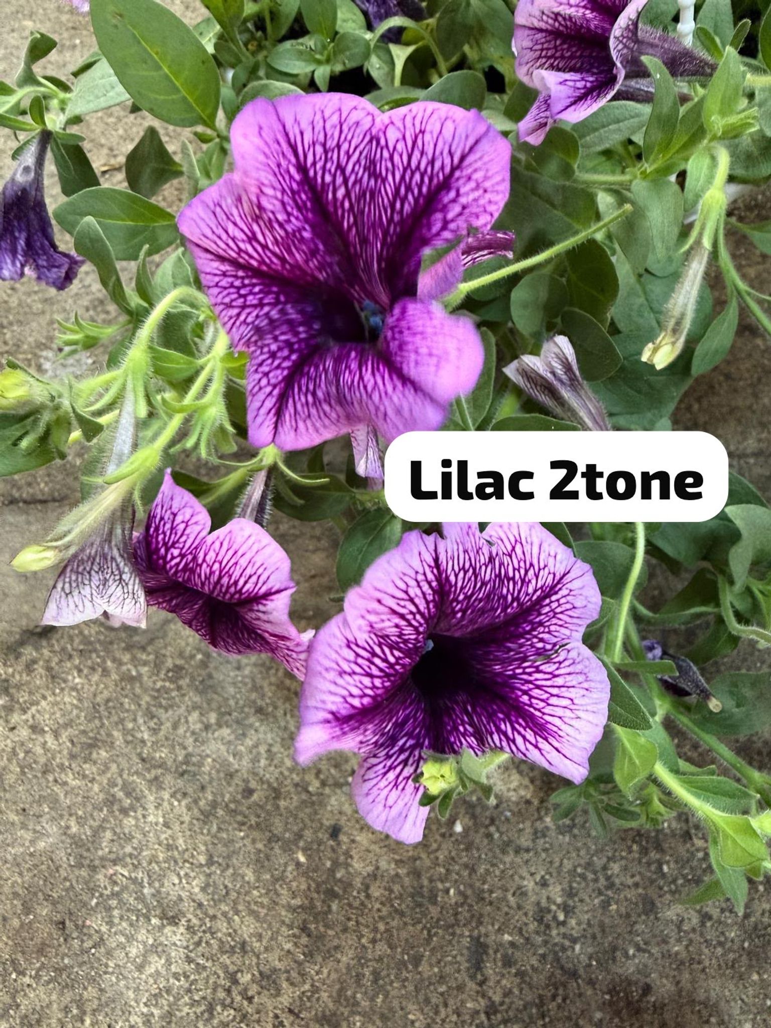 Petunias (hanging pot)