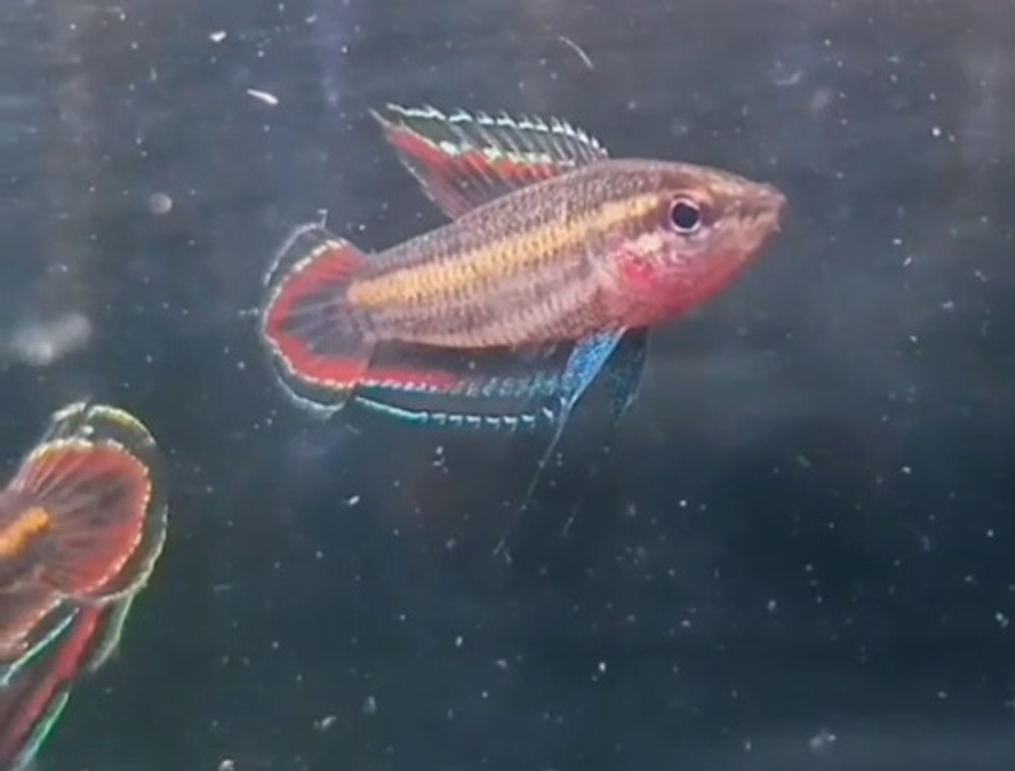 Pharosphromenus phoenicurus
