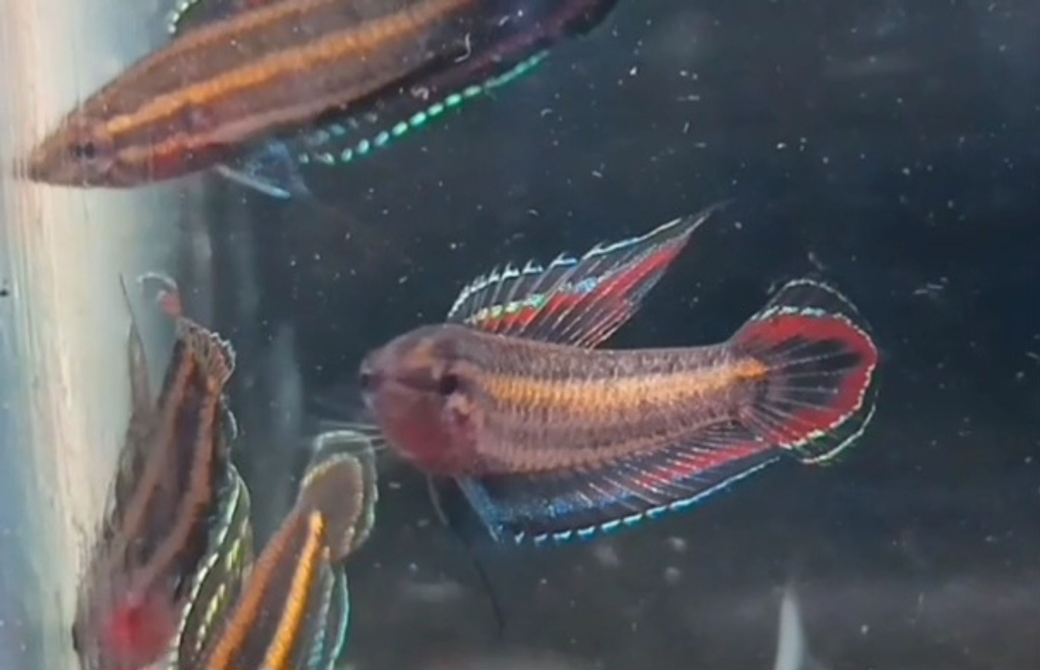Pharosphromenus phoenicurus