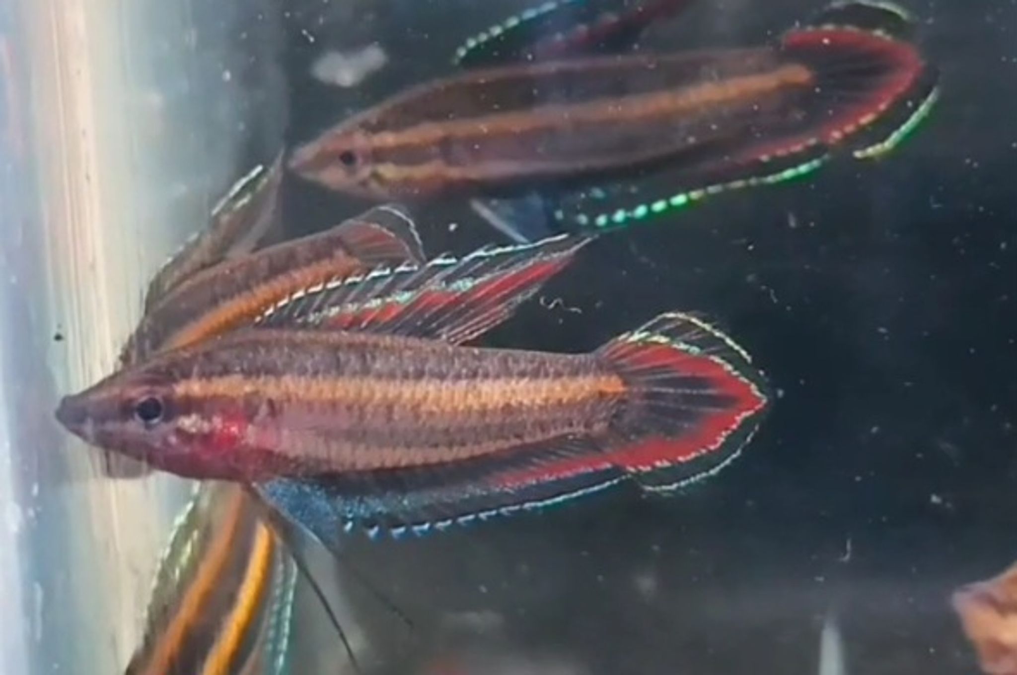 Pharosphromenus phoenicurus