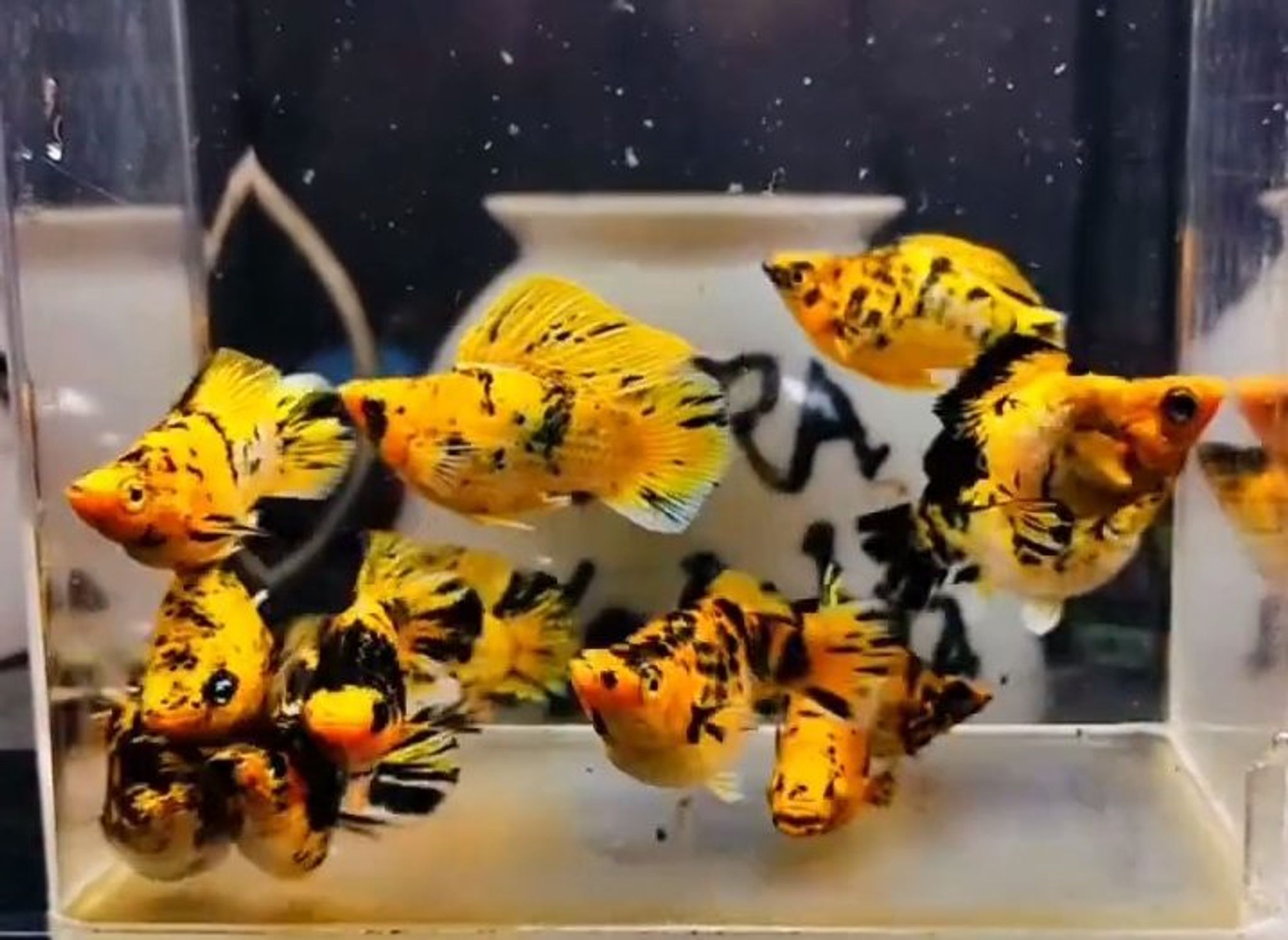 Pikachu Sailfin Molly