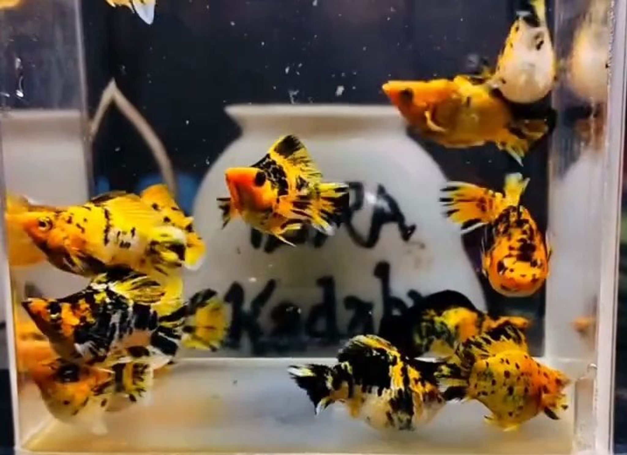 Pikachu Sailfin Molly