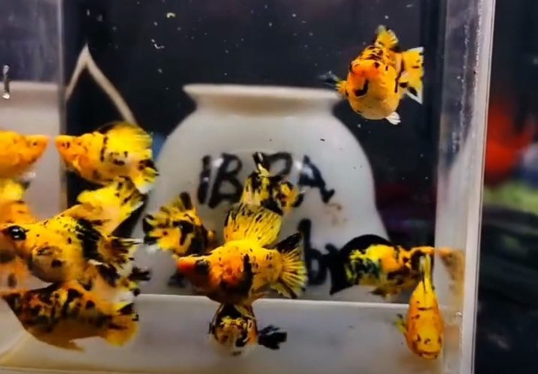 Pikachu Sailfin Molly