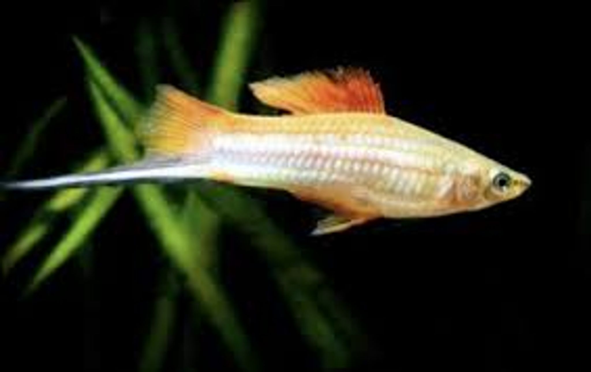 Pineapple Swordtail