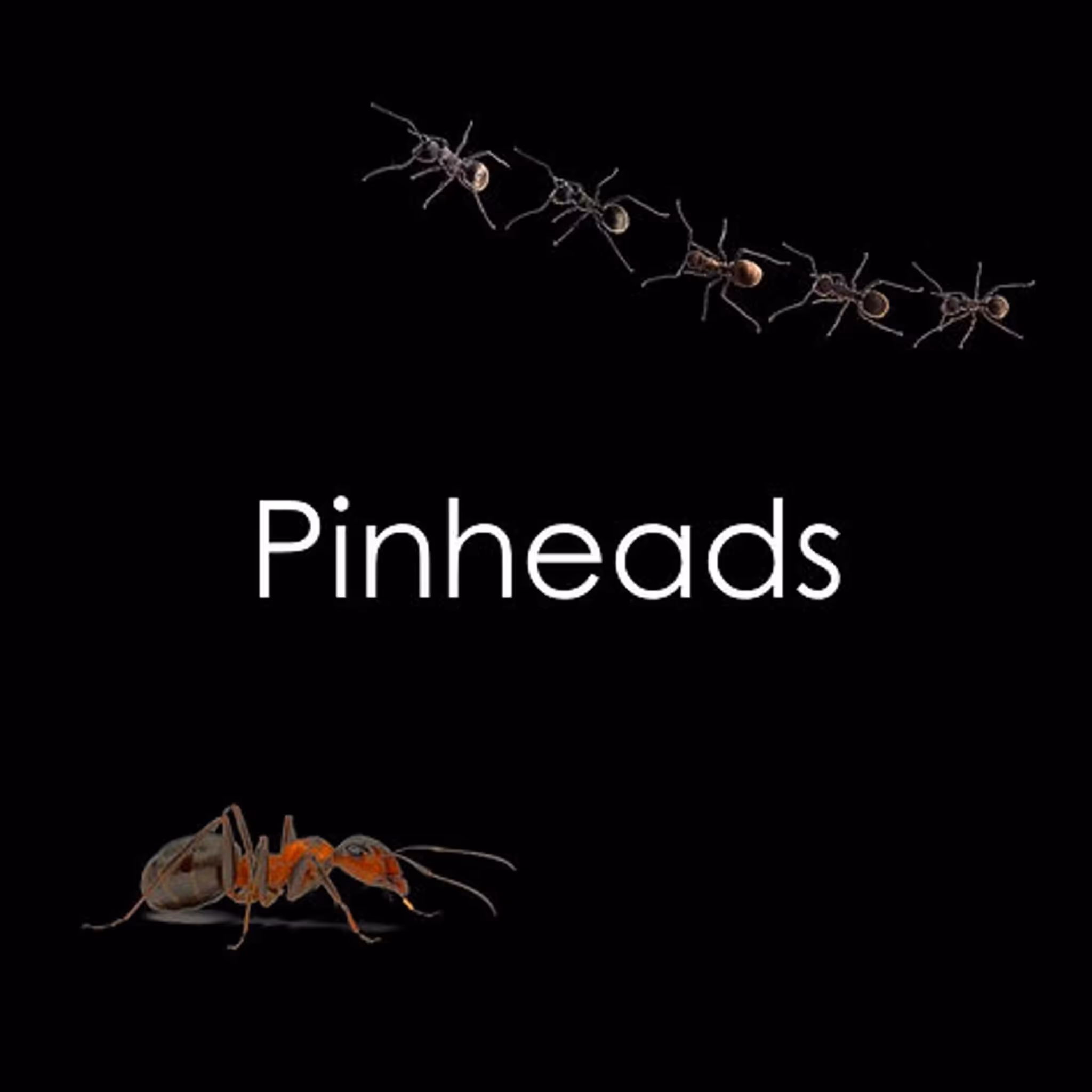 Pinhead Crickets (Subscription Package)-One Month