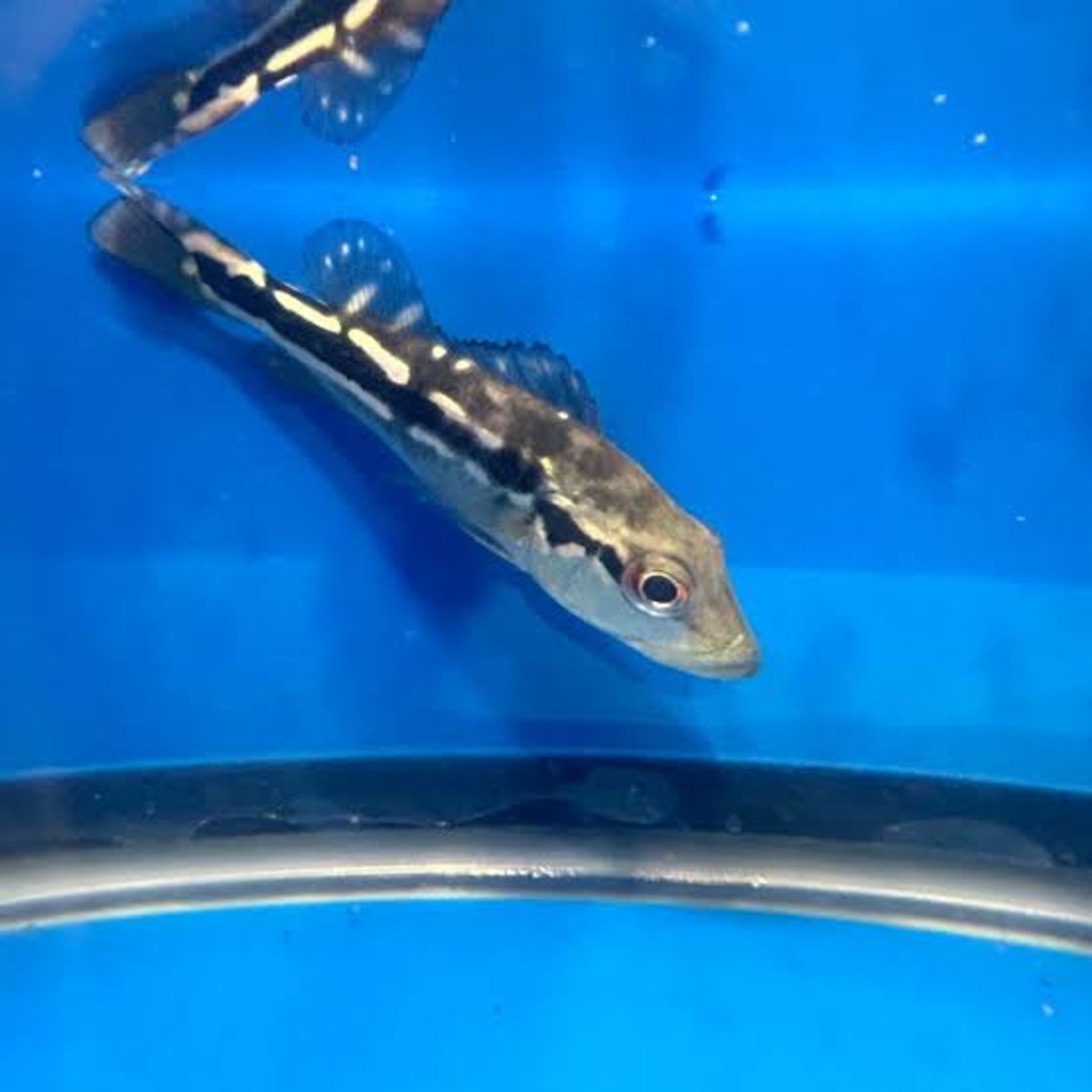 Pinima Peacock Bass