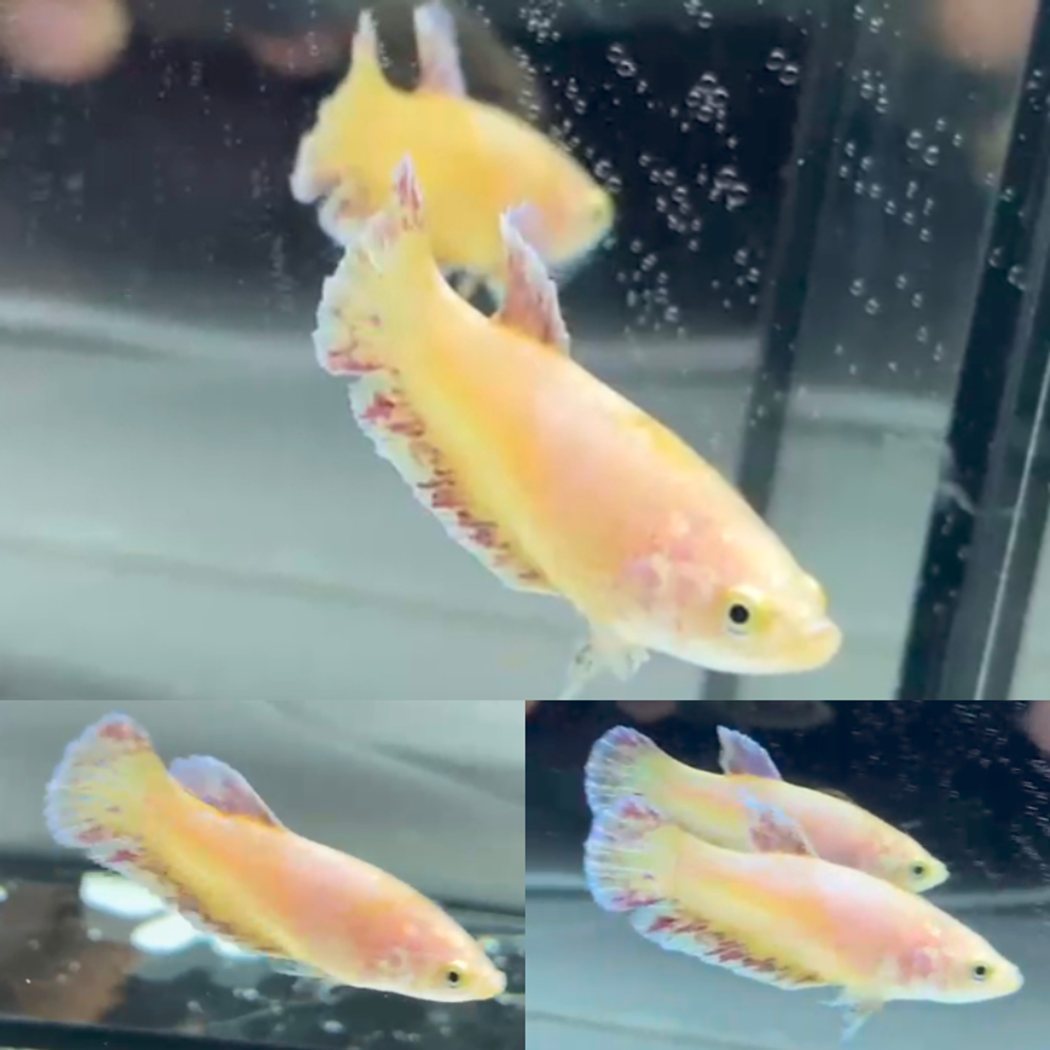 Pink Fancy Vanda HMPK Betta (Female)