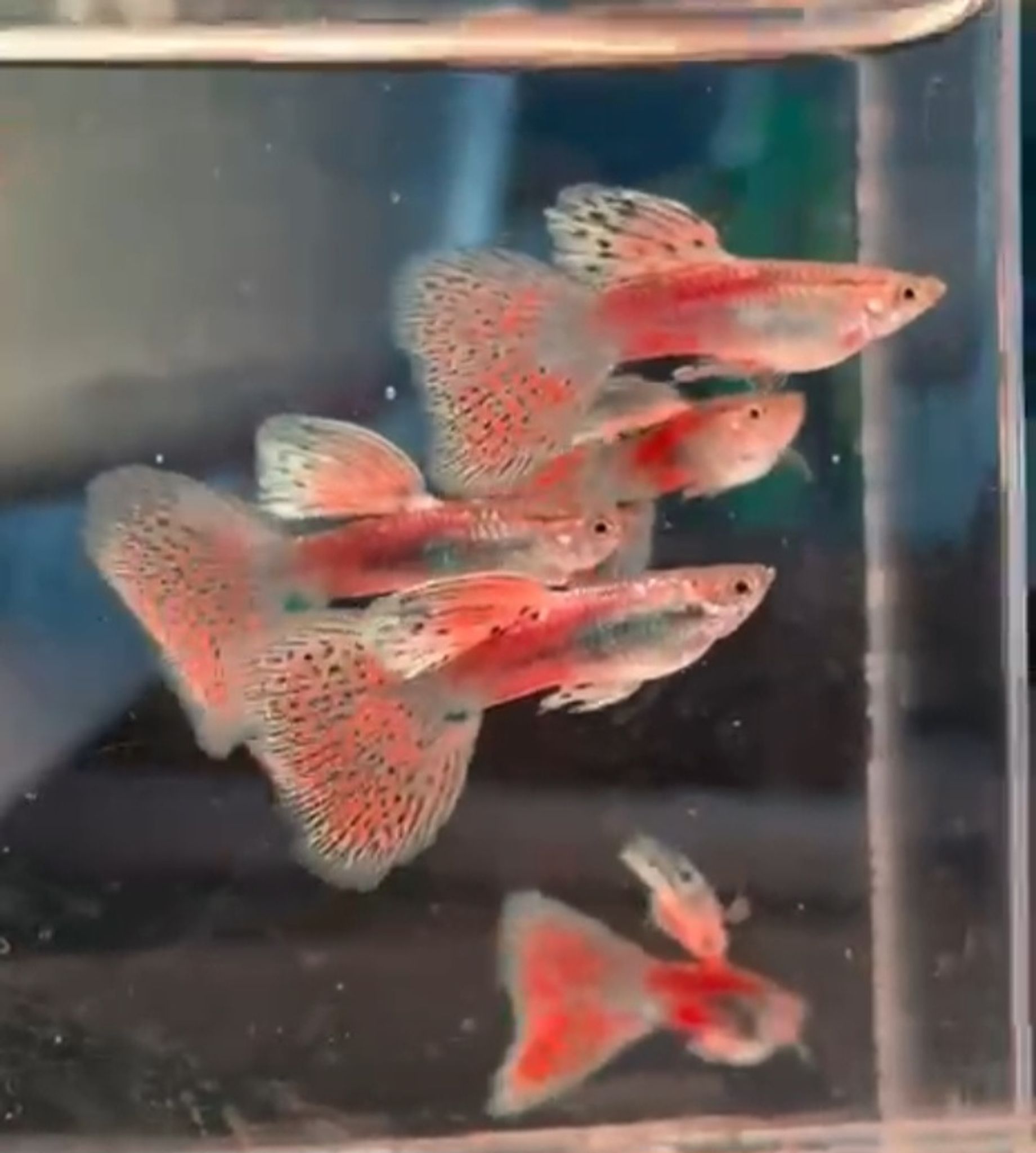 Pink Grass Guppy