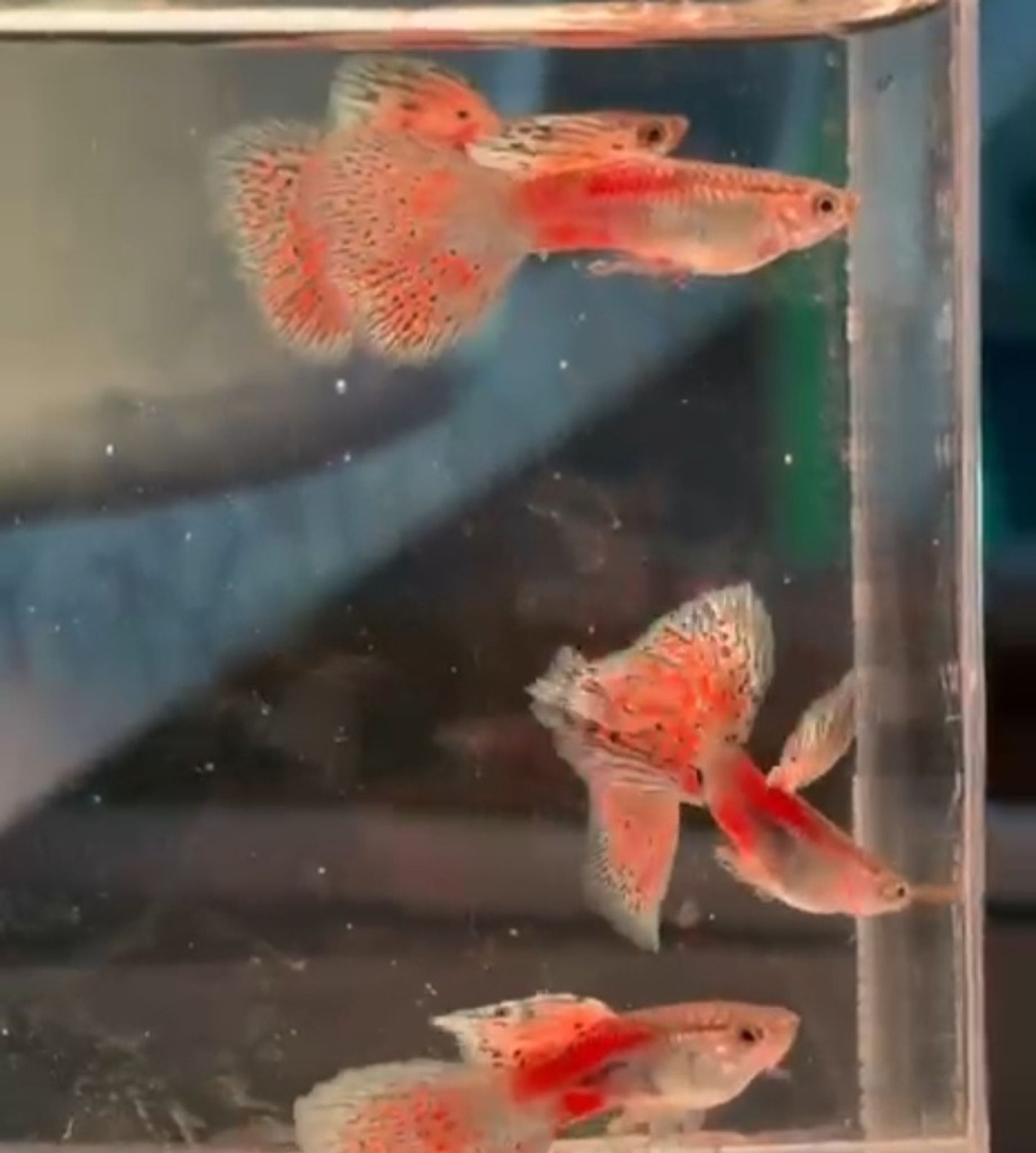 Pink Grass Guppy