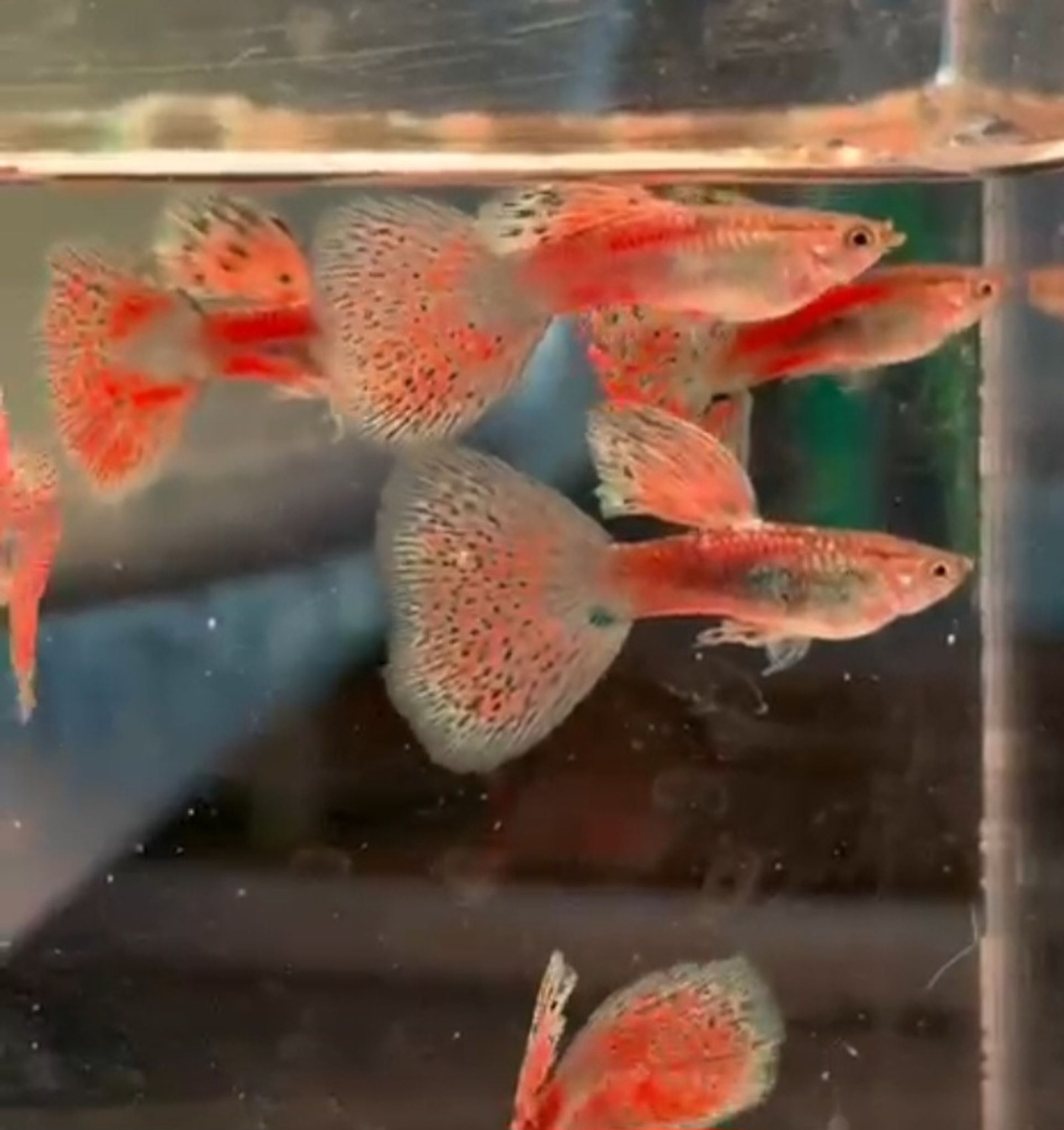 Pink Grass Guppy