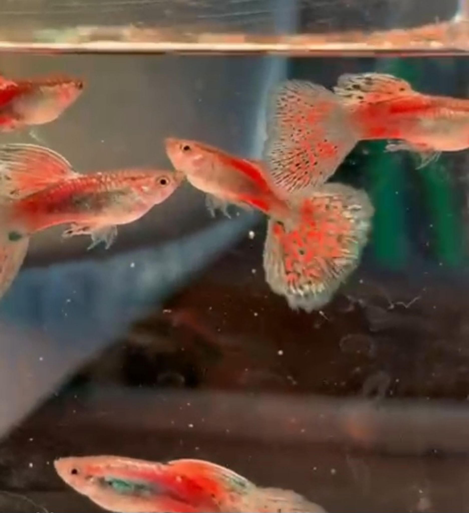 Pink Grass Guppy