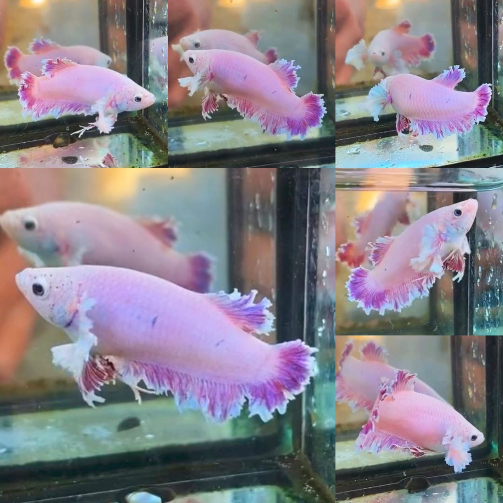 Pink King Feathertail HM Betta (Female)