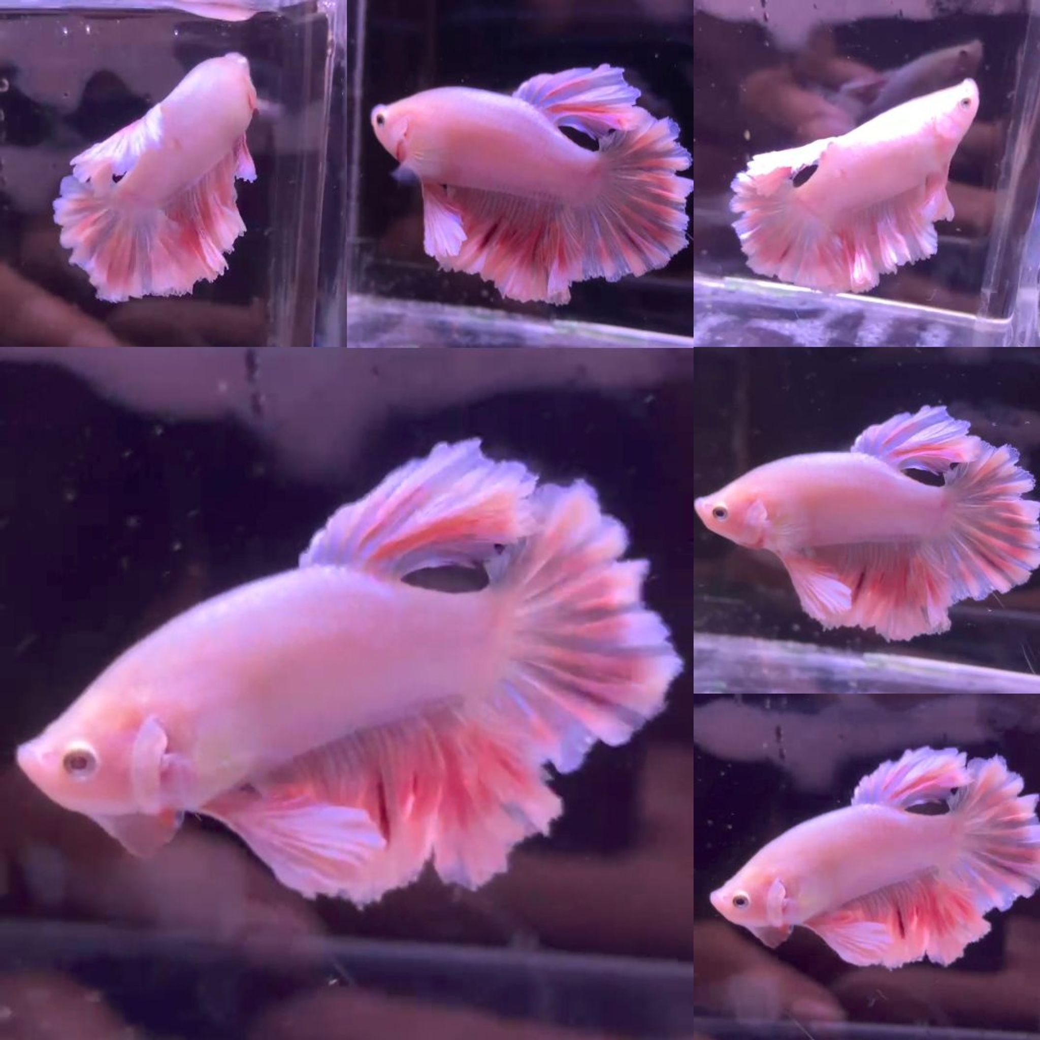 Pink King Feathertail HM Betta (Male)