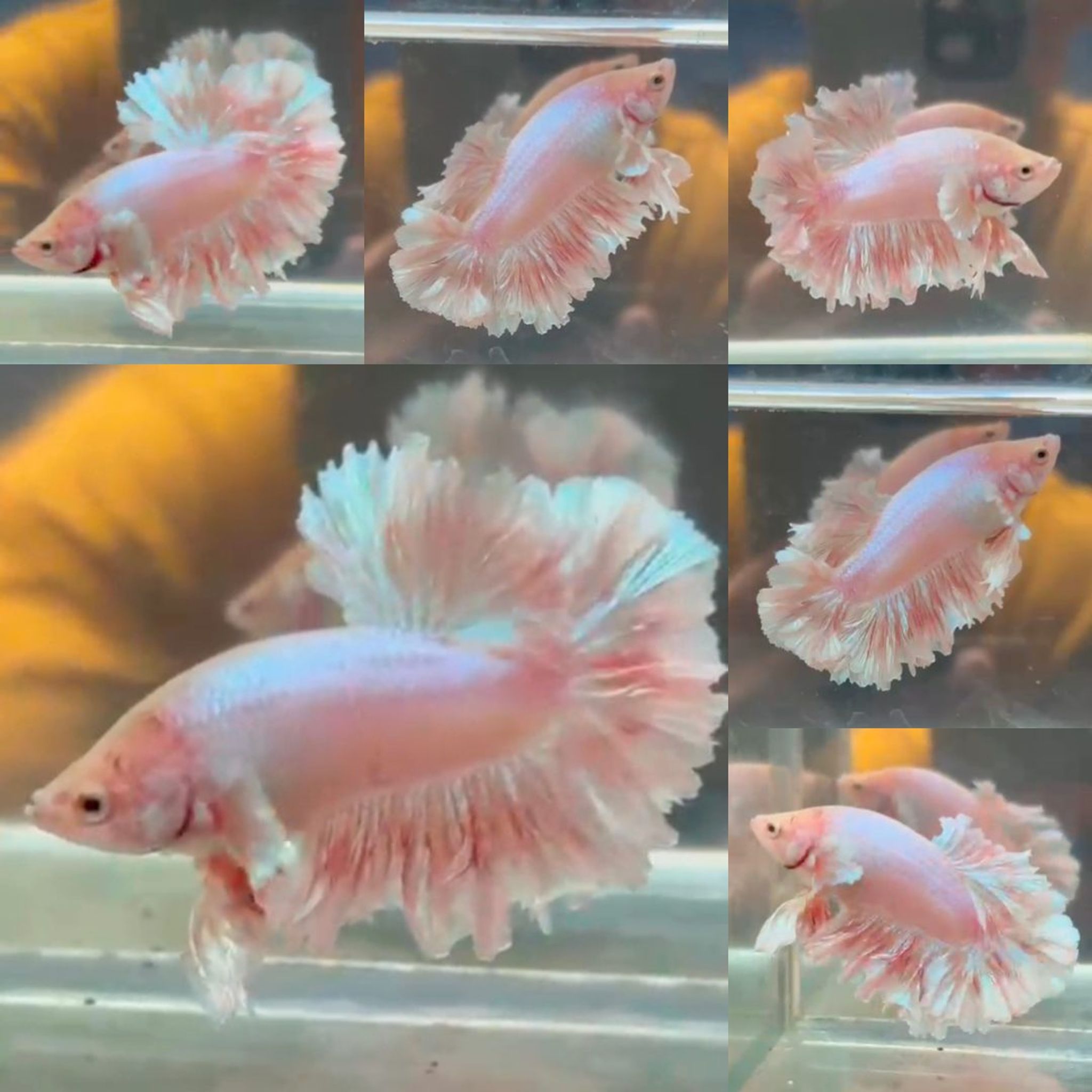 Pink King Feathertail HM Betta (Male)