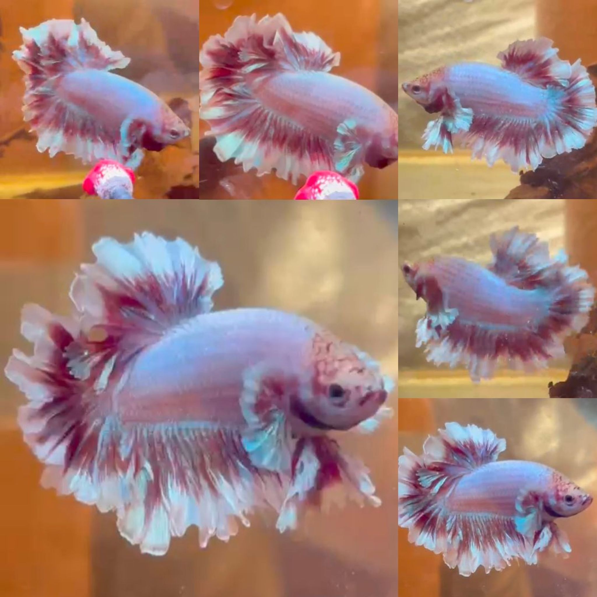 Pink King Feathertail HM Betta (Male)