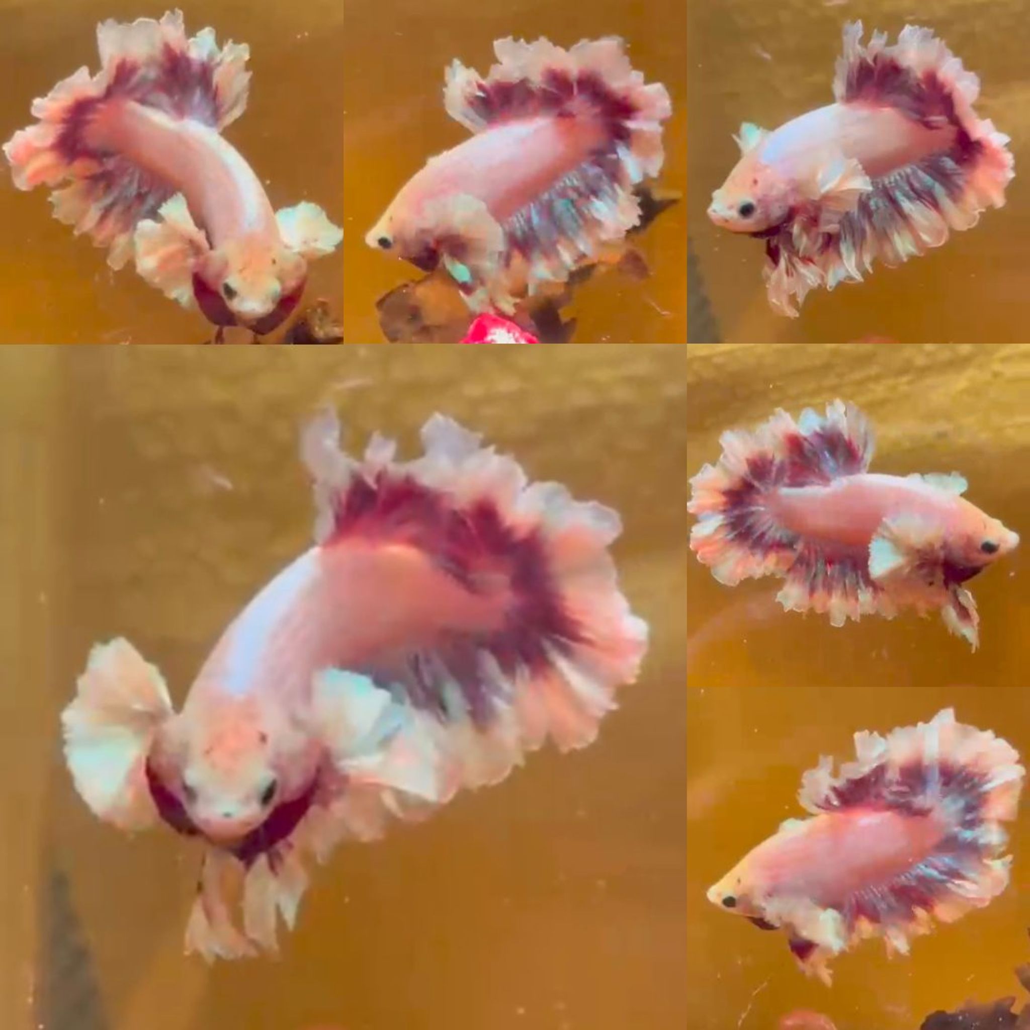 Pink King Feathertail HM Betta (Male)