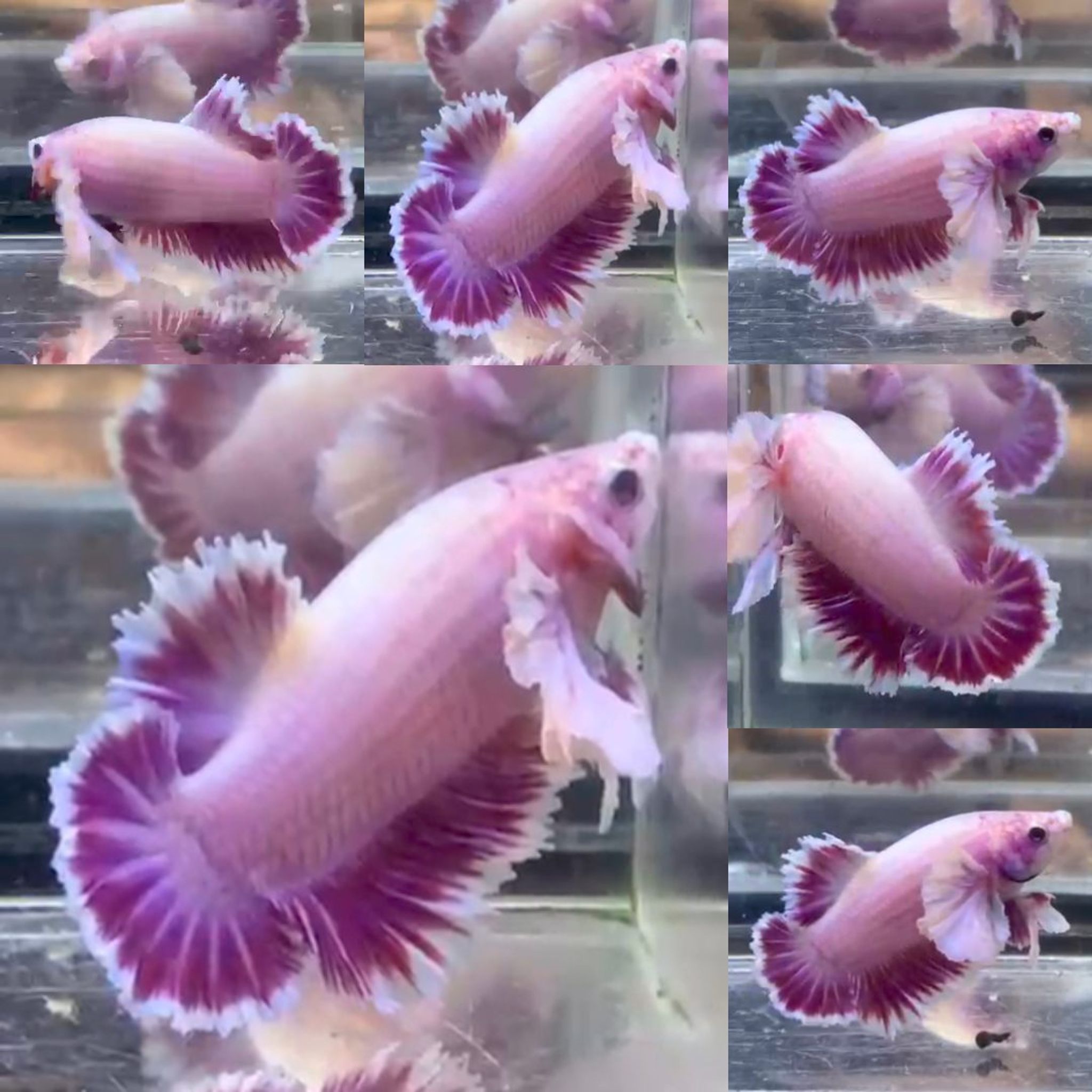 Pink King Feathertail HMPK Betta (Male)