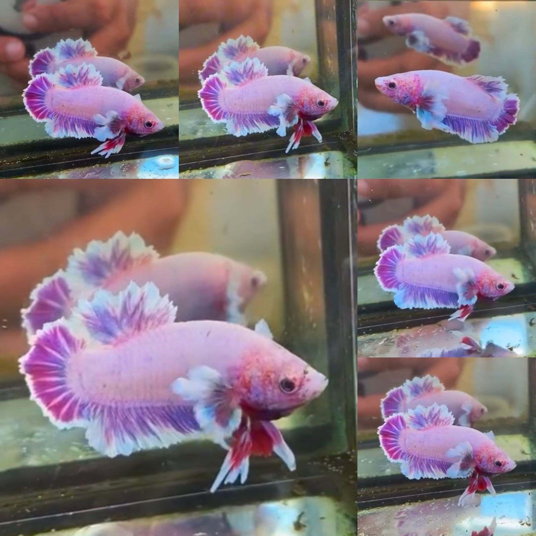 Pink King Feathertail HMPK Betta (Male)