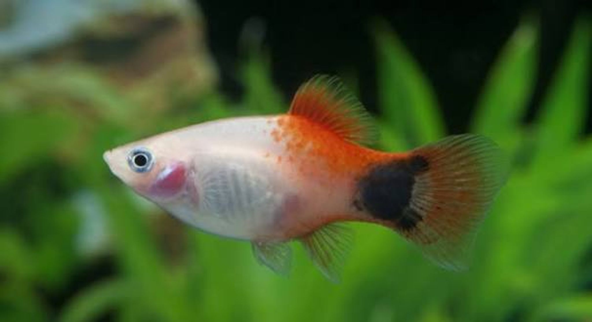 Pink Mickey Mouse Platy