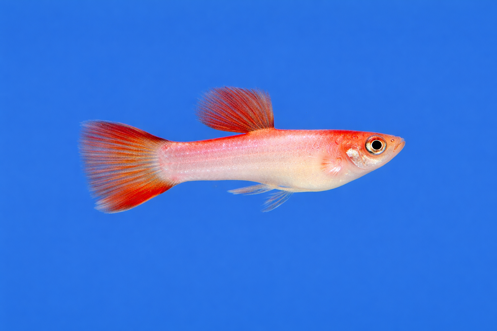 Pink Panther Endler Guppy