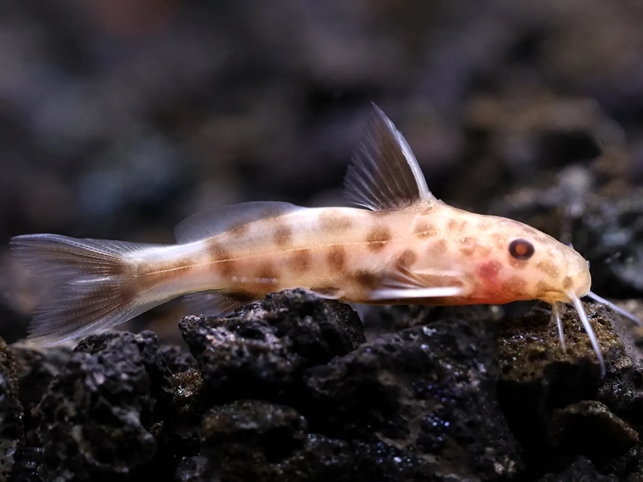Pink Petricola Catfish