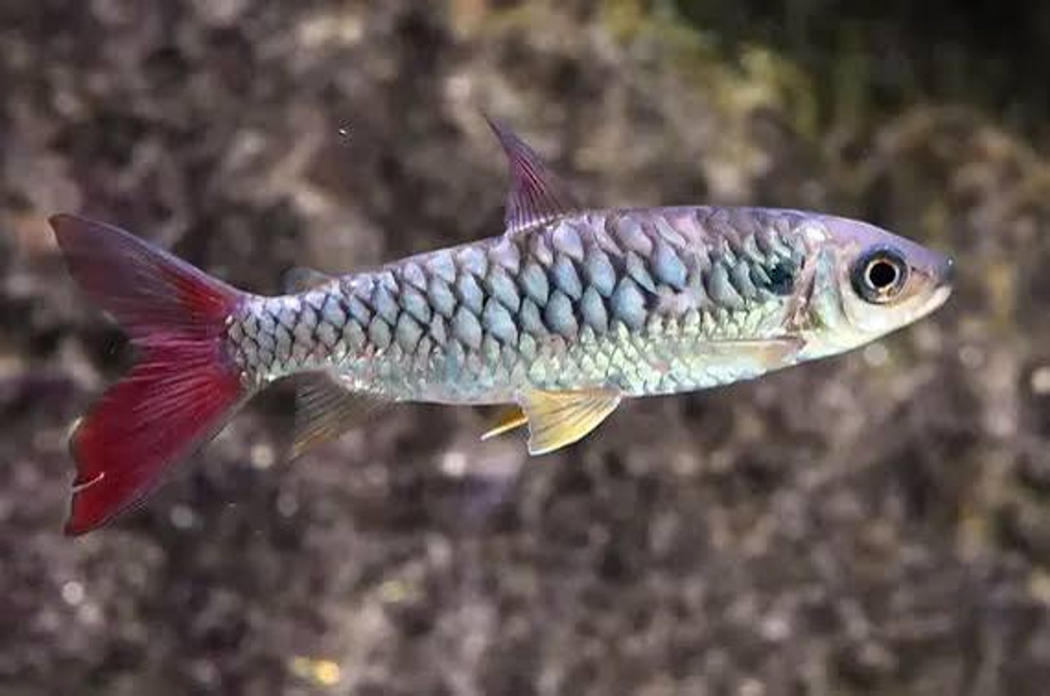 Pink Tail Characin