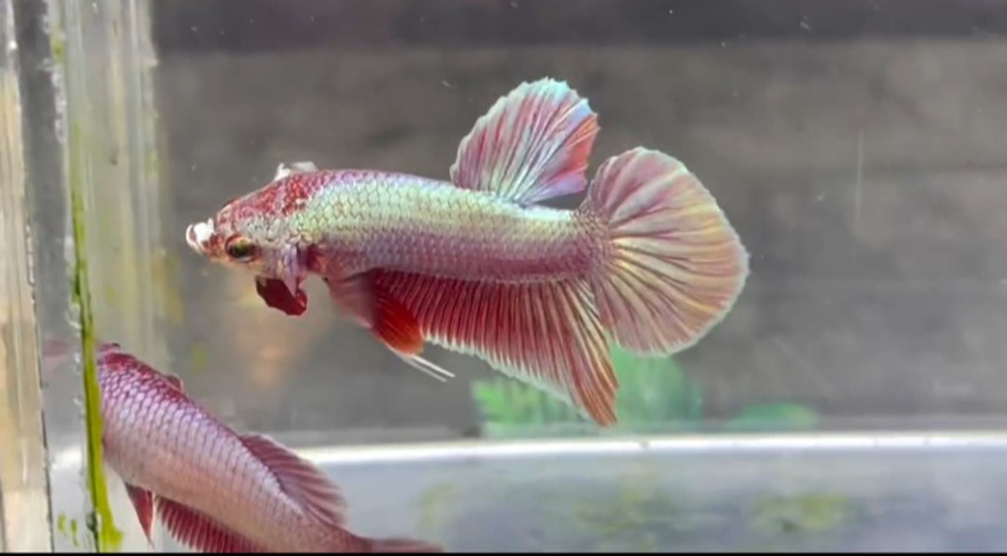 Pink aurora